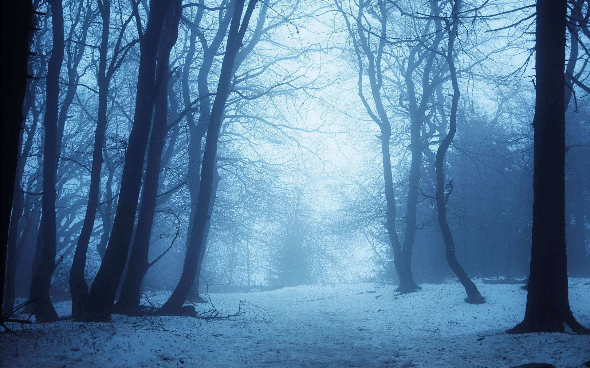 snowy forest, misty winter forest, snow-covered ground, Full HD Desktop Wallpaper