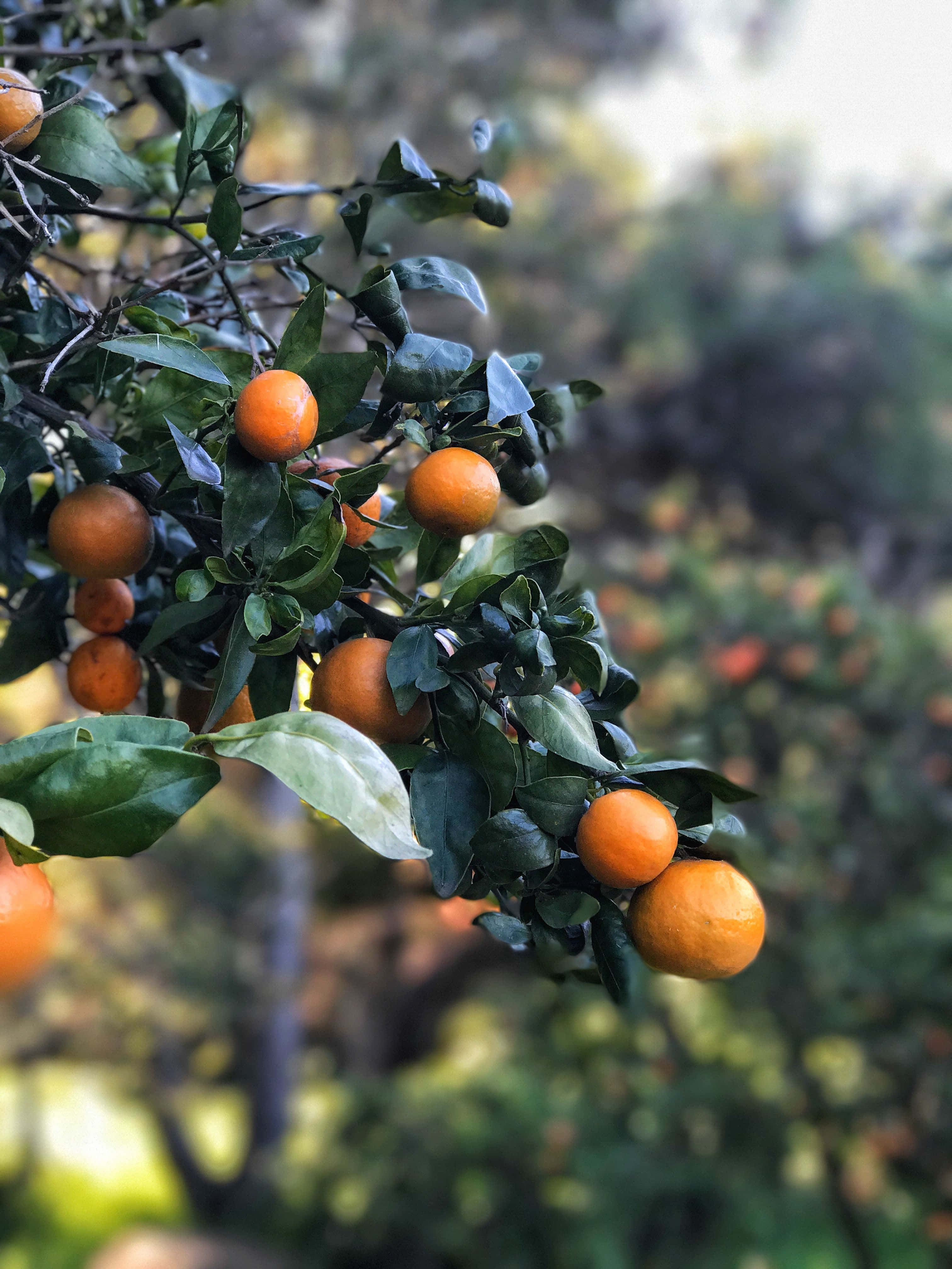 Winter Fruits, orange citrus fruits, leafy tree branch, 4K Phone Wallpaper
