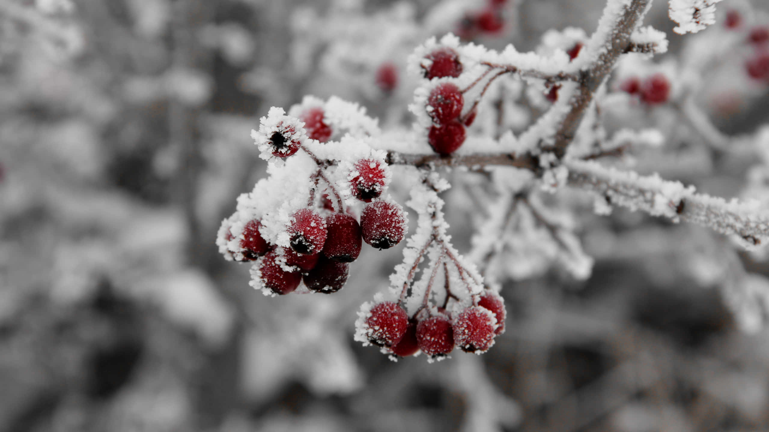 Winter Fruits, red berries, frost, 2K Desktop Wallpaper