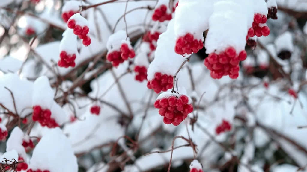 Winter Fruits, red berries, thick snow, SD Desktop Wallpaper