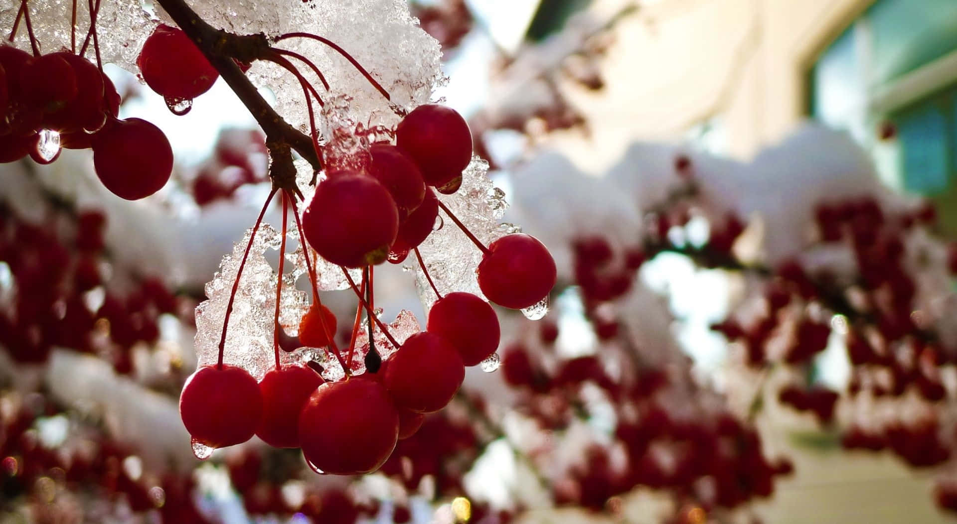 Winter Berries, red berries, ice crystals, Full HD Desktop Wallpaper