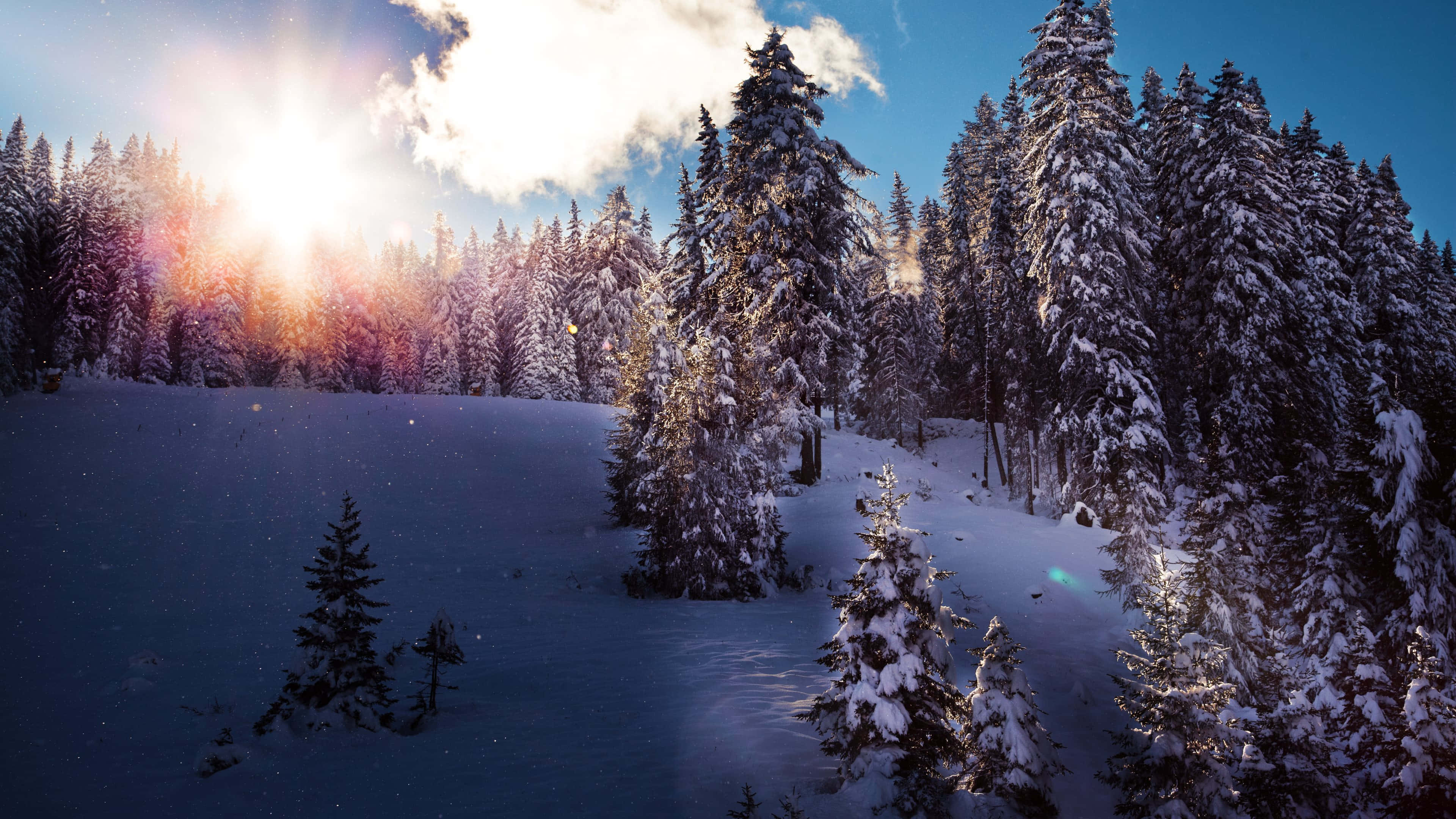 Winter HD Desktop, snow-covered pine forest, sunlight bursts through clouds, 4K Desktop Wallpaper