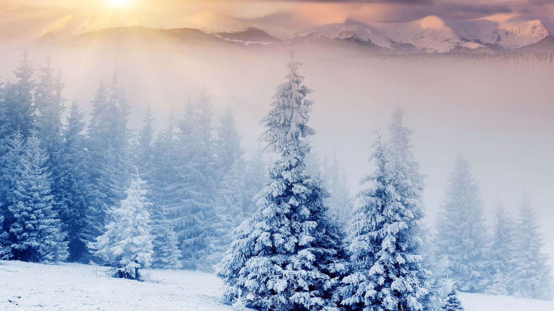 Winter HD Desktop, snow-covered pine trees, distant mountains, Full HD Desktop Wallpaper
