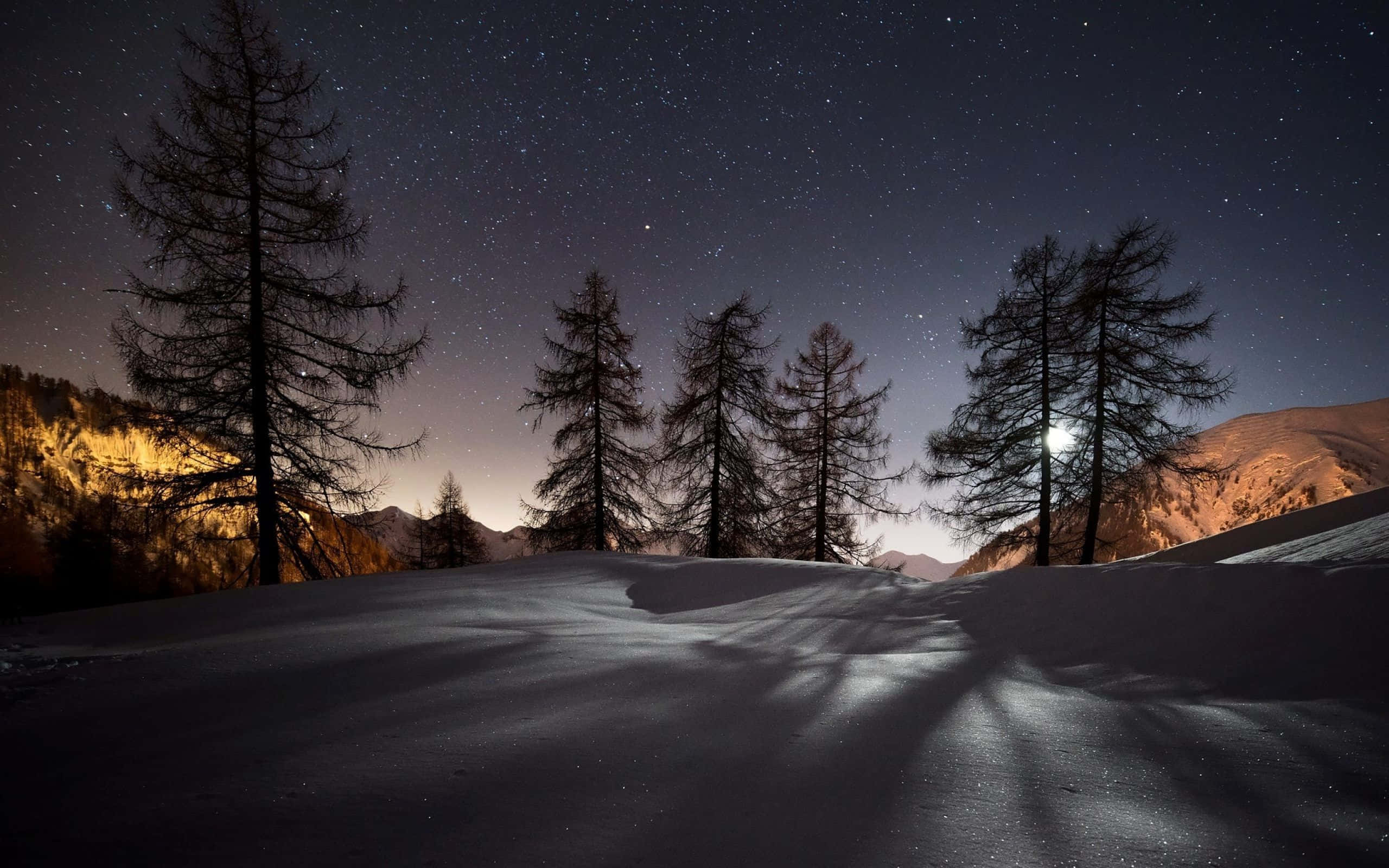 Snowy Birch Trees, Winter, Starry night sky, 2K Desktop Wallpaper