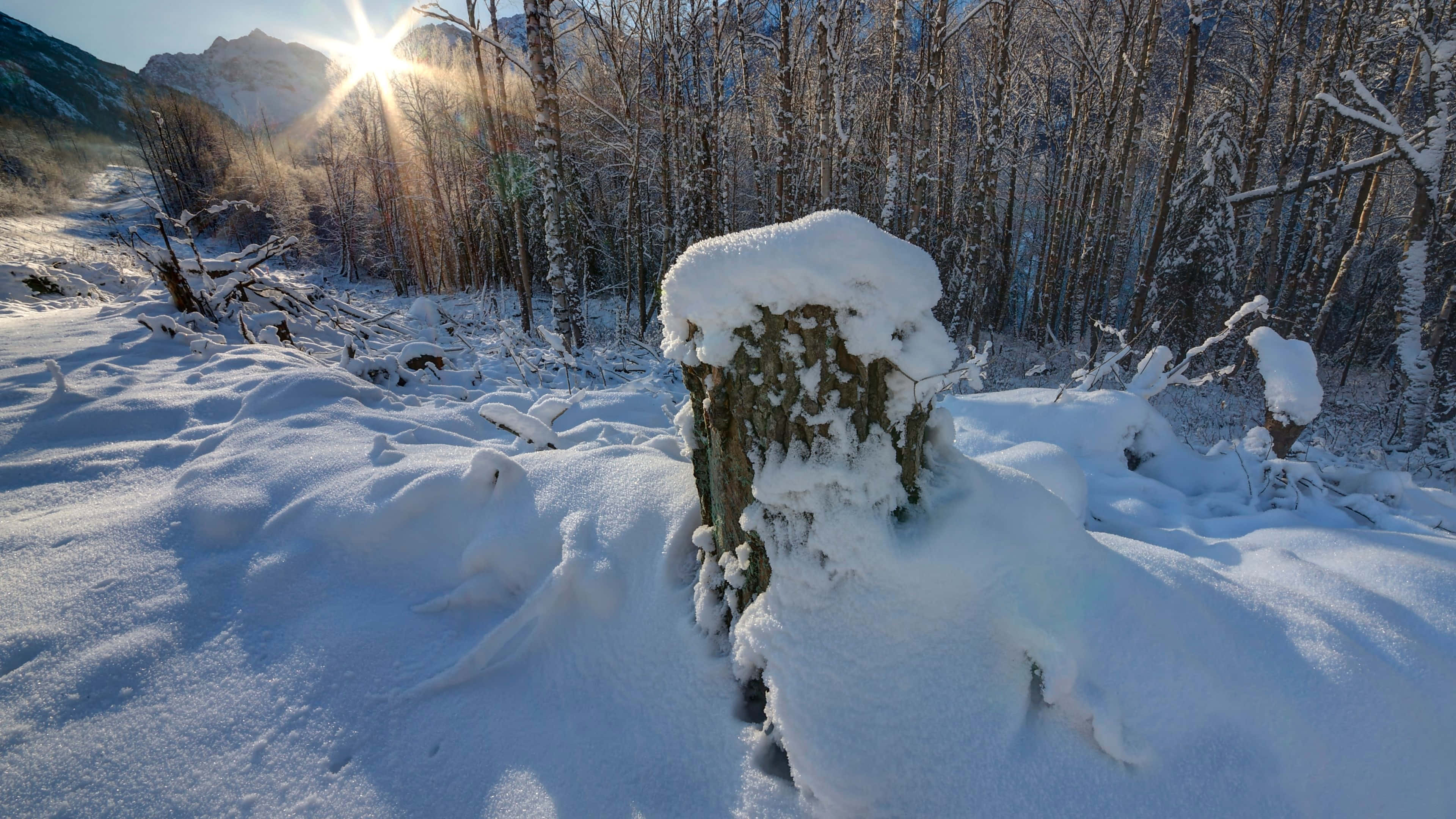 Winter HD Desktop, snowy trees, snow-covered stump, 4K Desktop Wallpaper