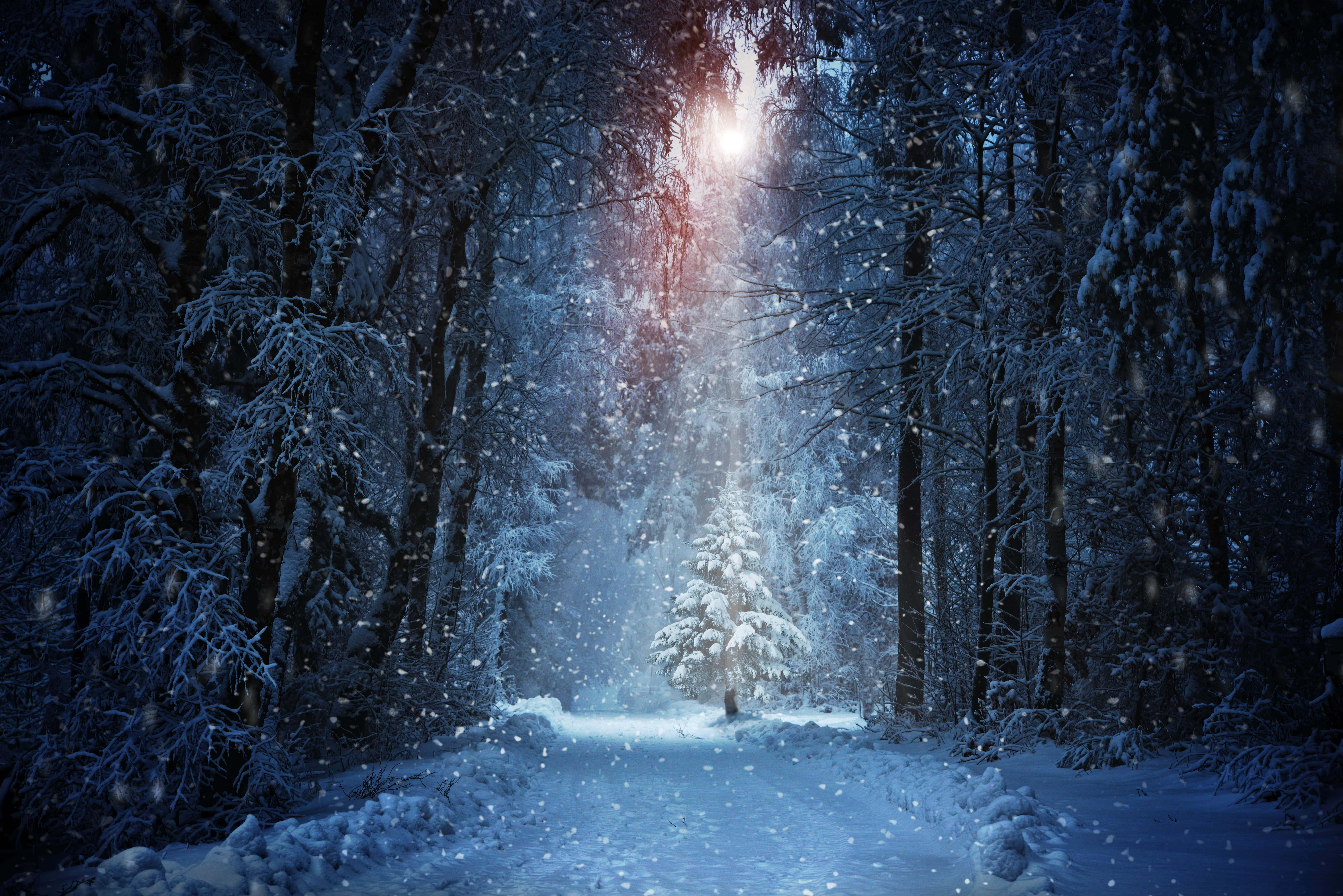 Winter HD Desktop, snowy forest path, glowing tree, 8K Desktop Wallpaper