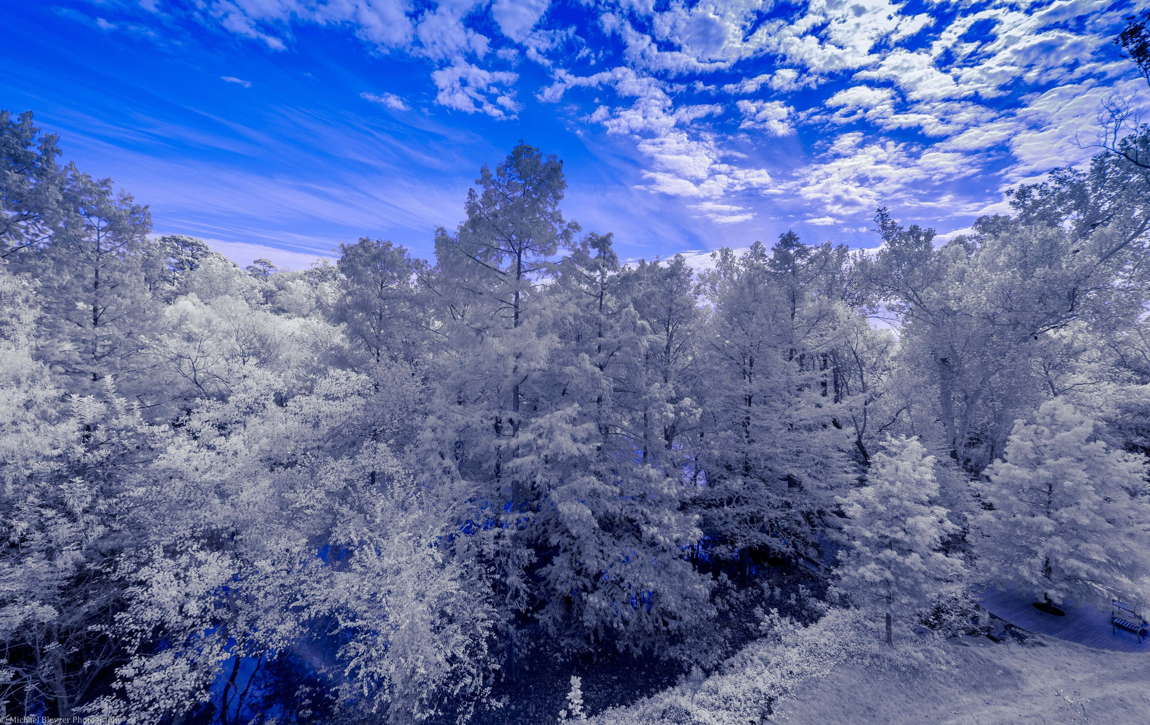 Mountain Snow-Capped Landscape, Winter, Snowy Forest Canopy, 4K Desktop Wallpaper