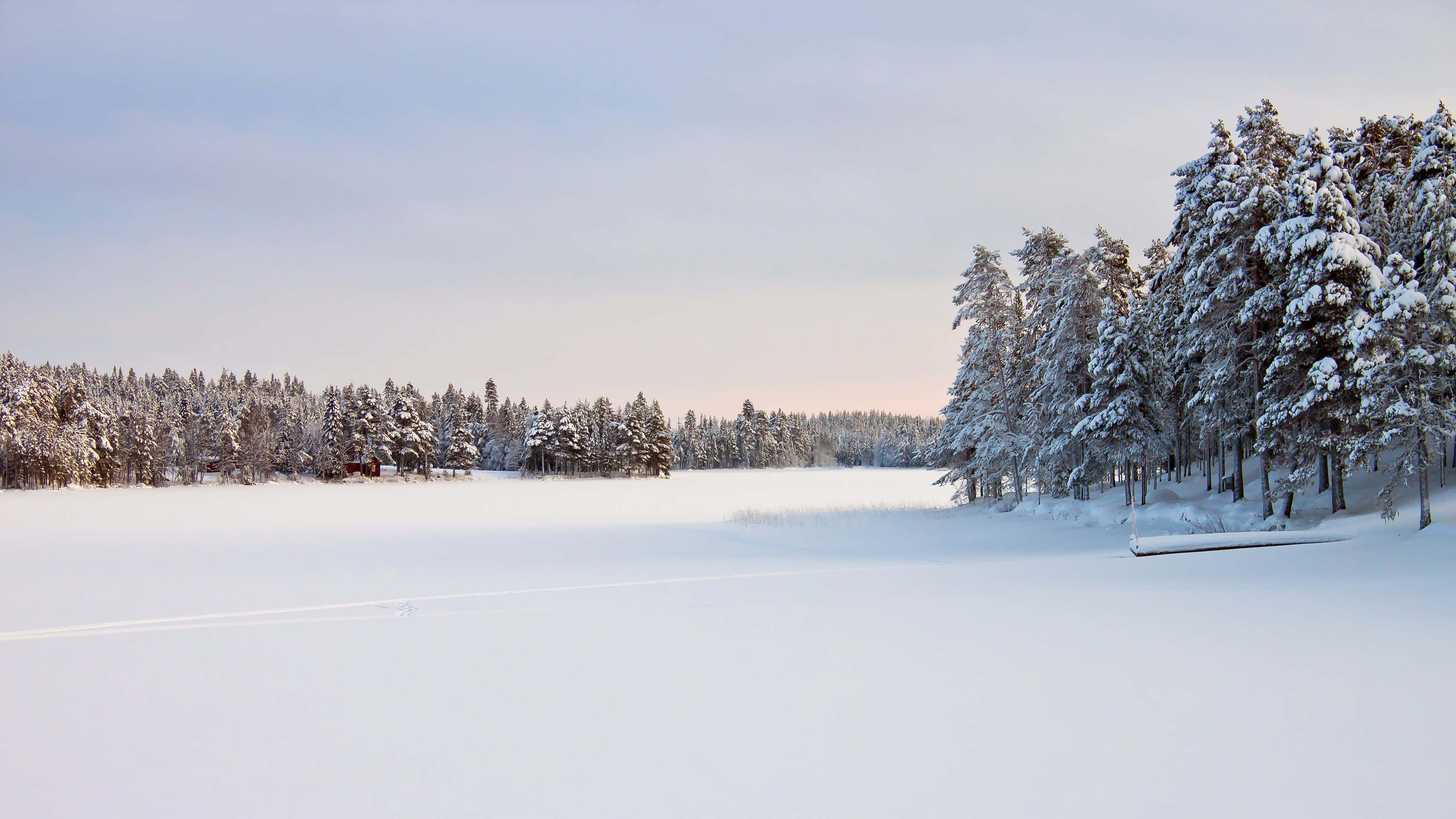 snowy winter night, snow-covered pine trees, frozen lake, 4K Desktop Wallpaper