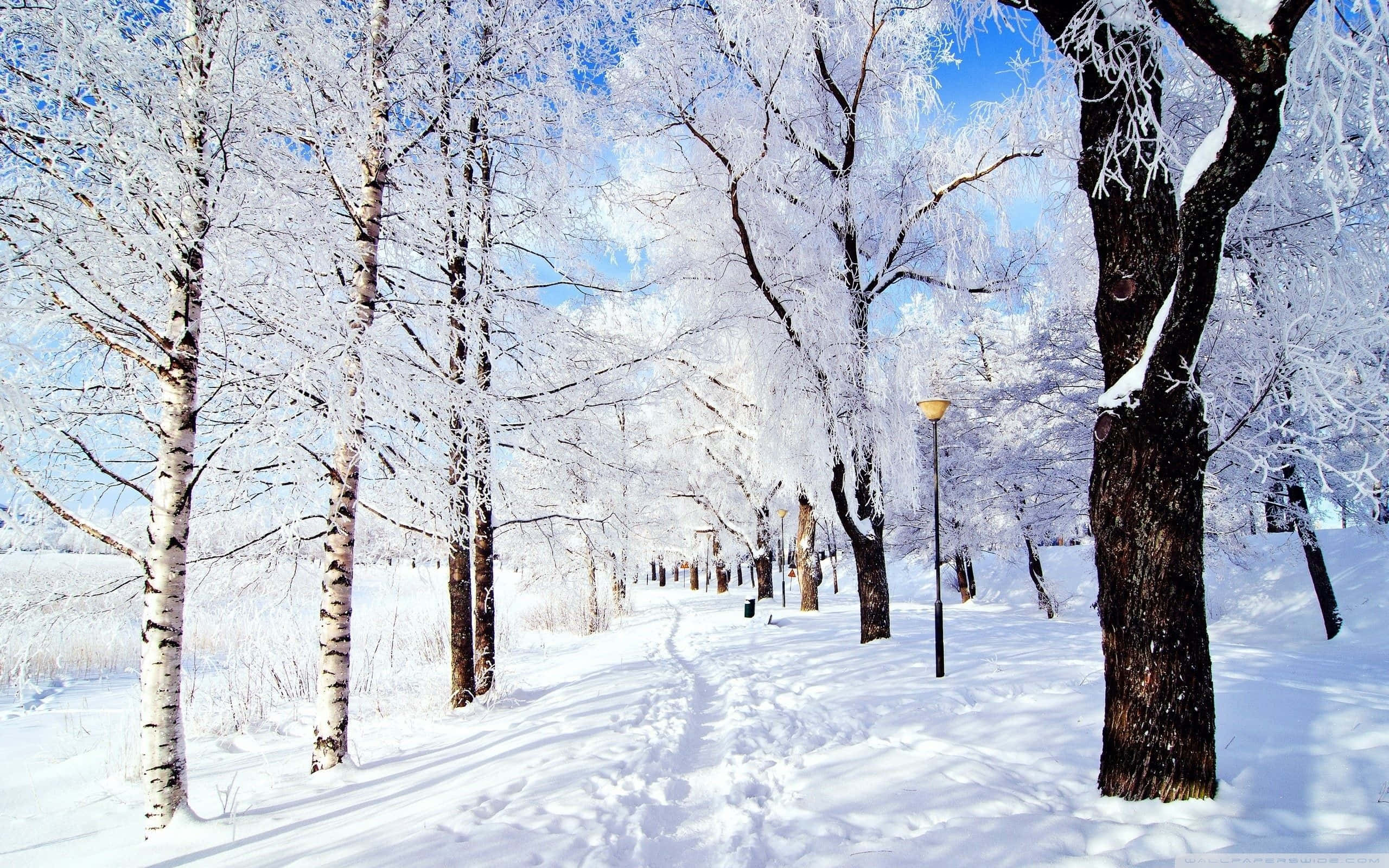 winter path, snow-covered birch trees, frost-laden branches, 2K Desktop Wallpaper