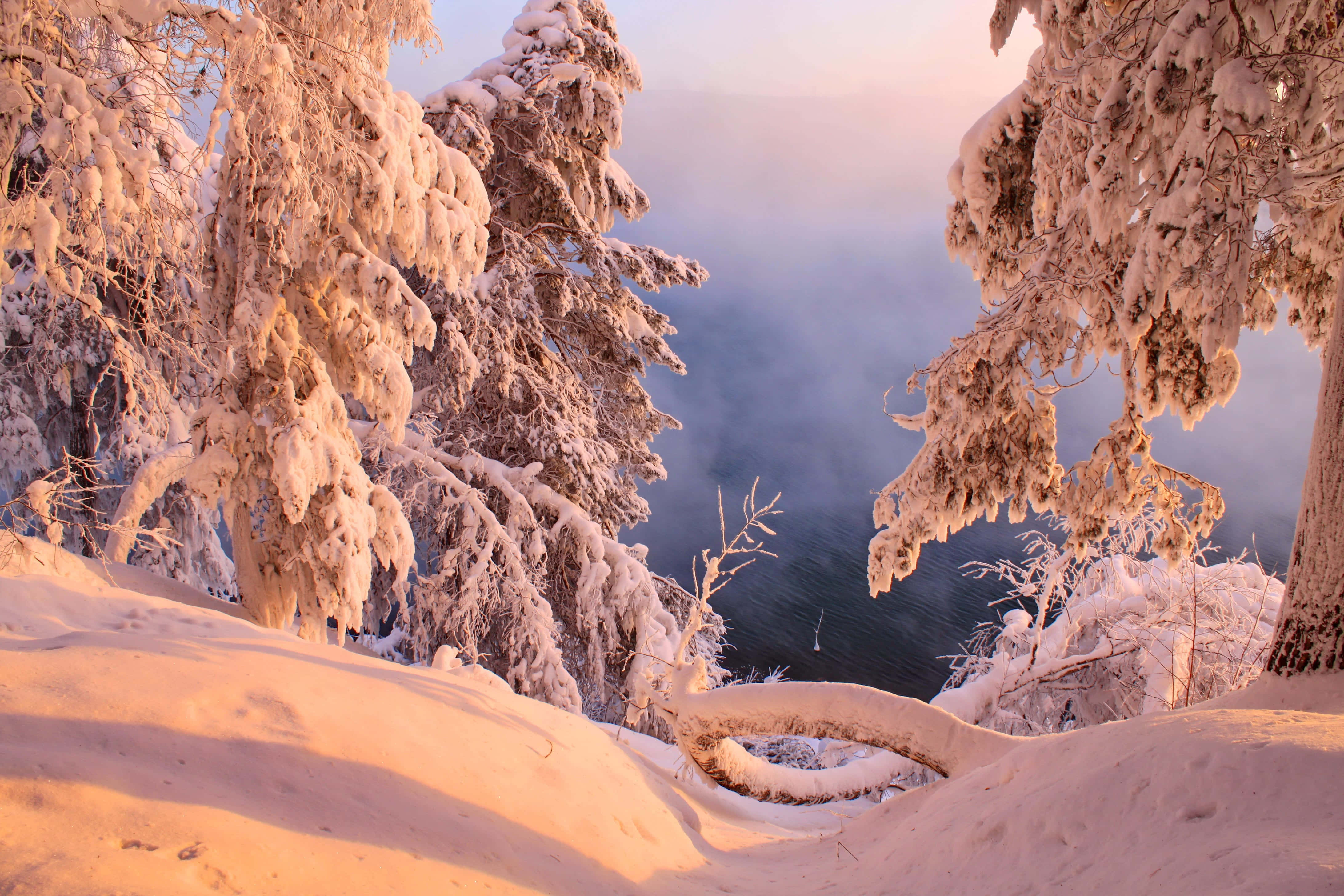 Winter HD Desktop, snow-laden trees, misty lake, 4K Desktop Wallpaper