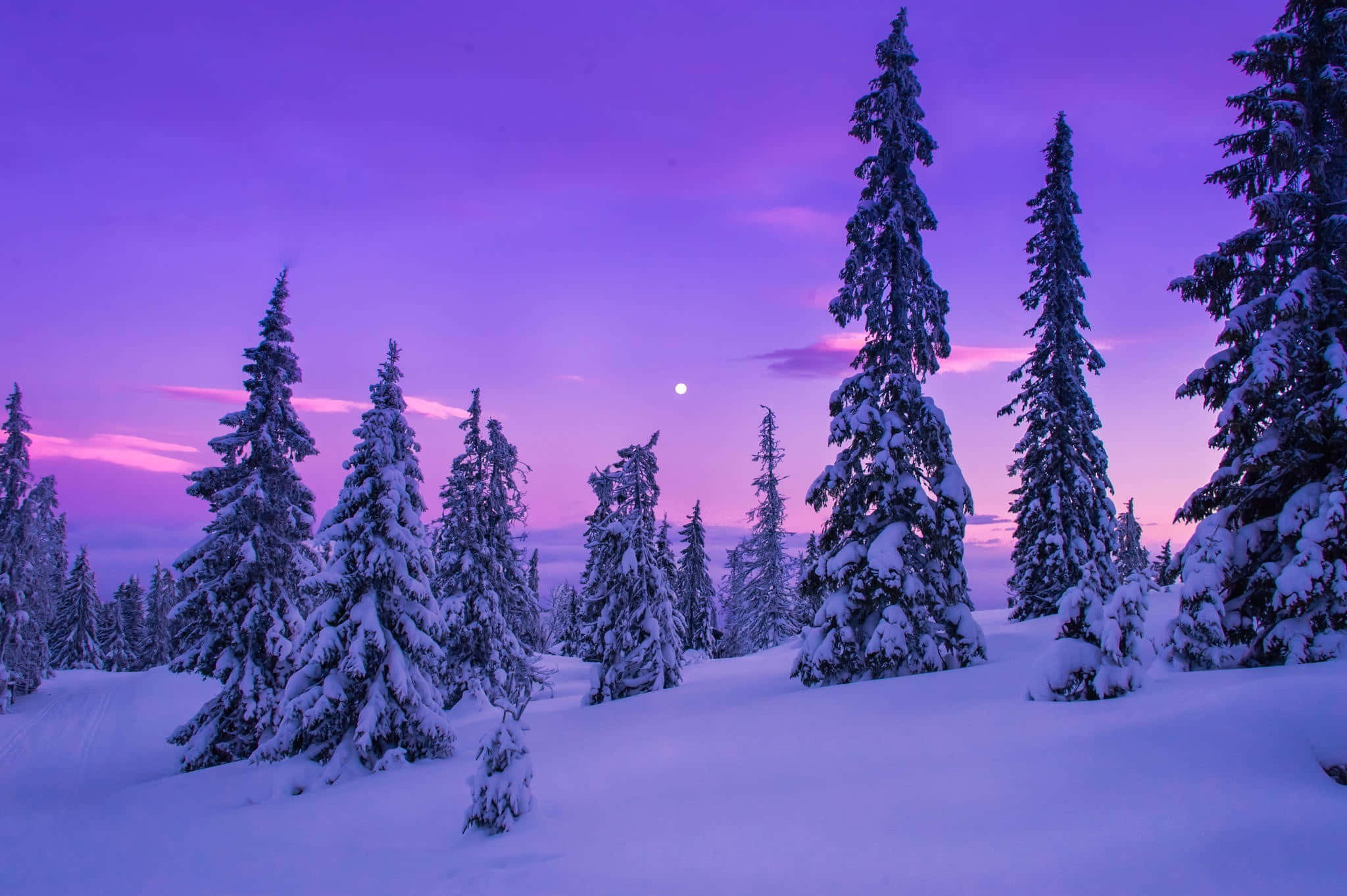 Winter HD Desktop, snow-covered pine trees, vibrant purple and pink twilight sky, Full HD Desktop Wallpaper