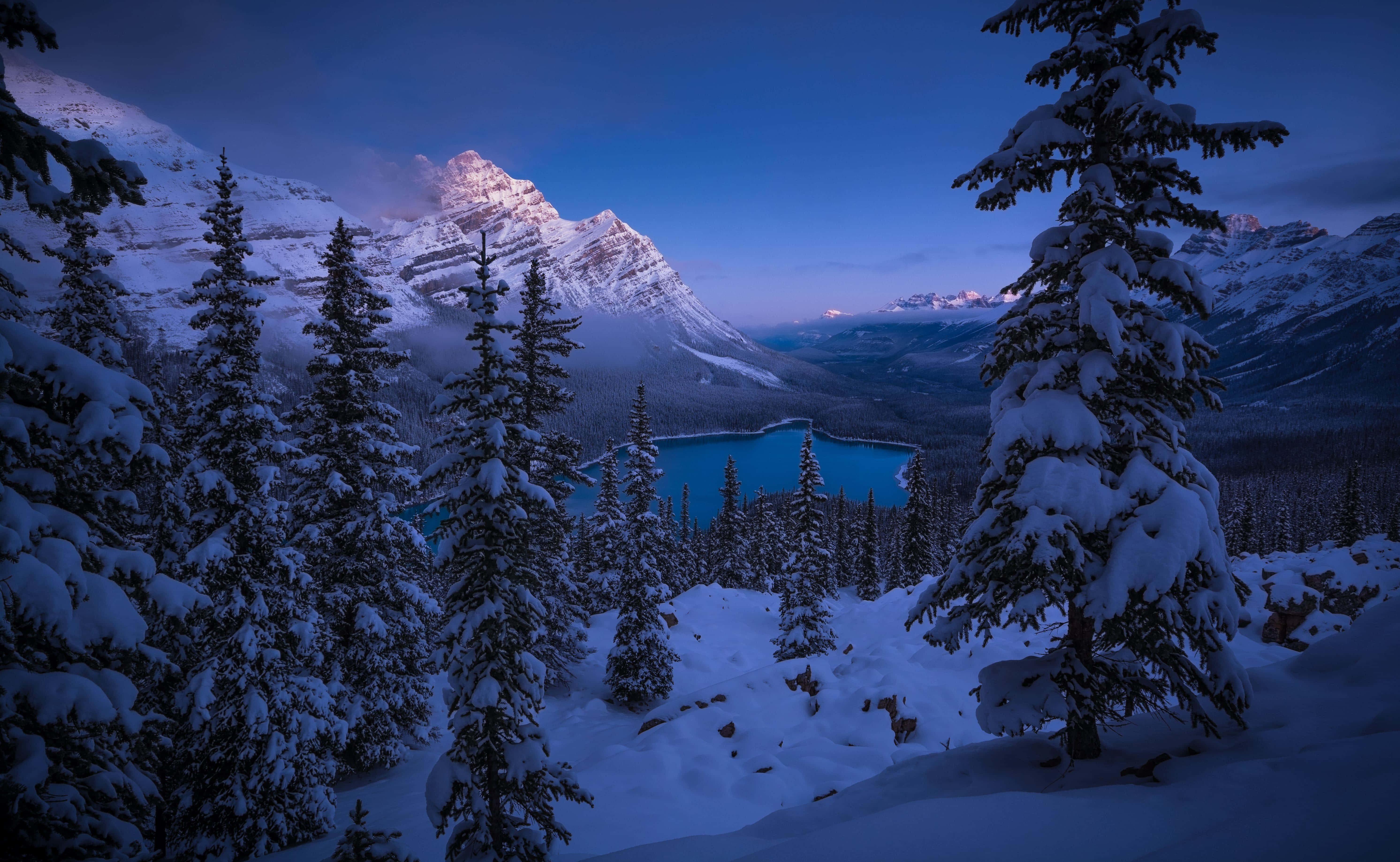 winter, snowfall, evergreens, 5K Desktop Wallpaper