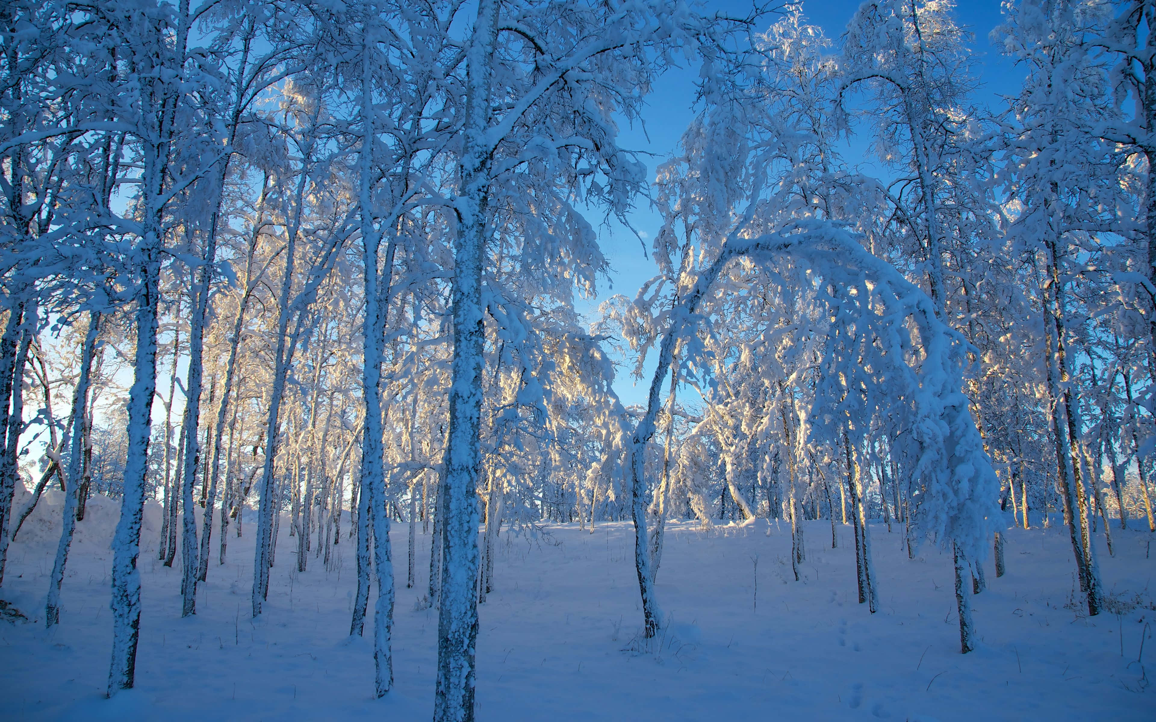 Winter HD Desktop, snow-laden trees, serene winter forest, 4K Desktop Wallpaper