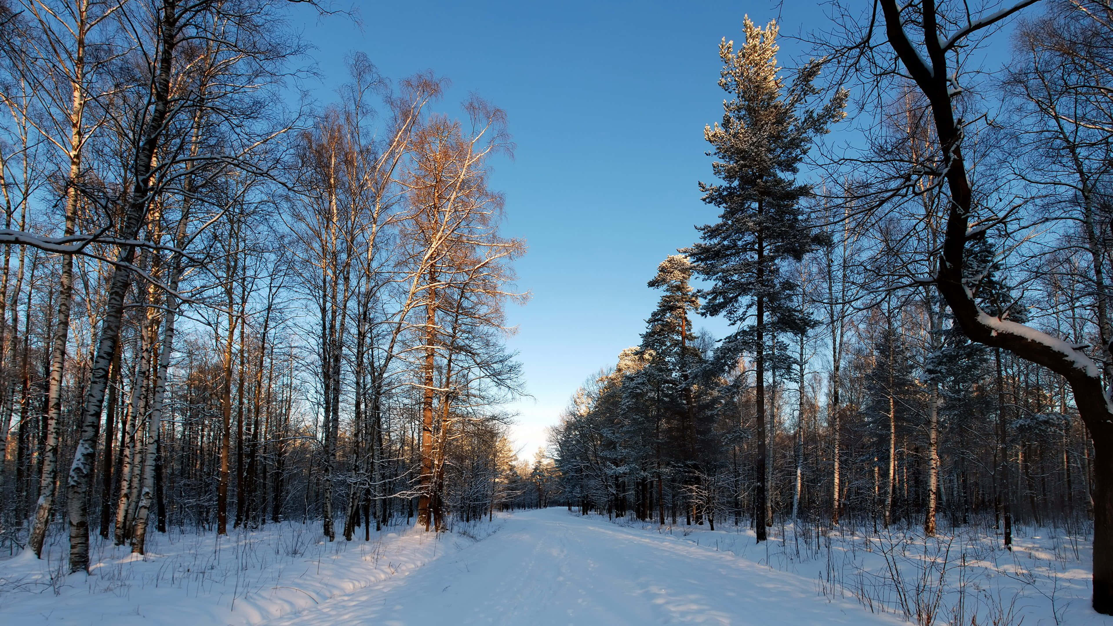 Winter HD Desktop, snow-covered forest path, tall birch and pine trees, 4K Desktop Wallpaper