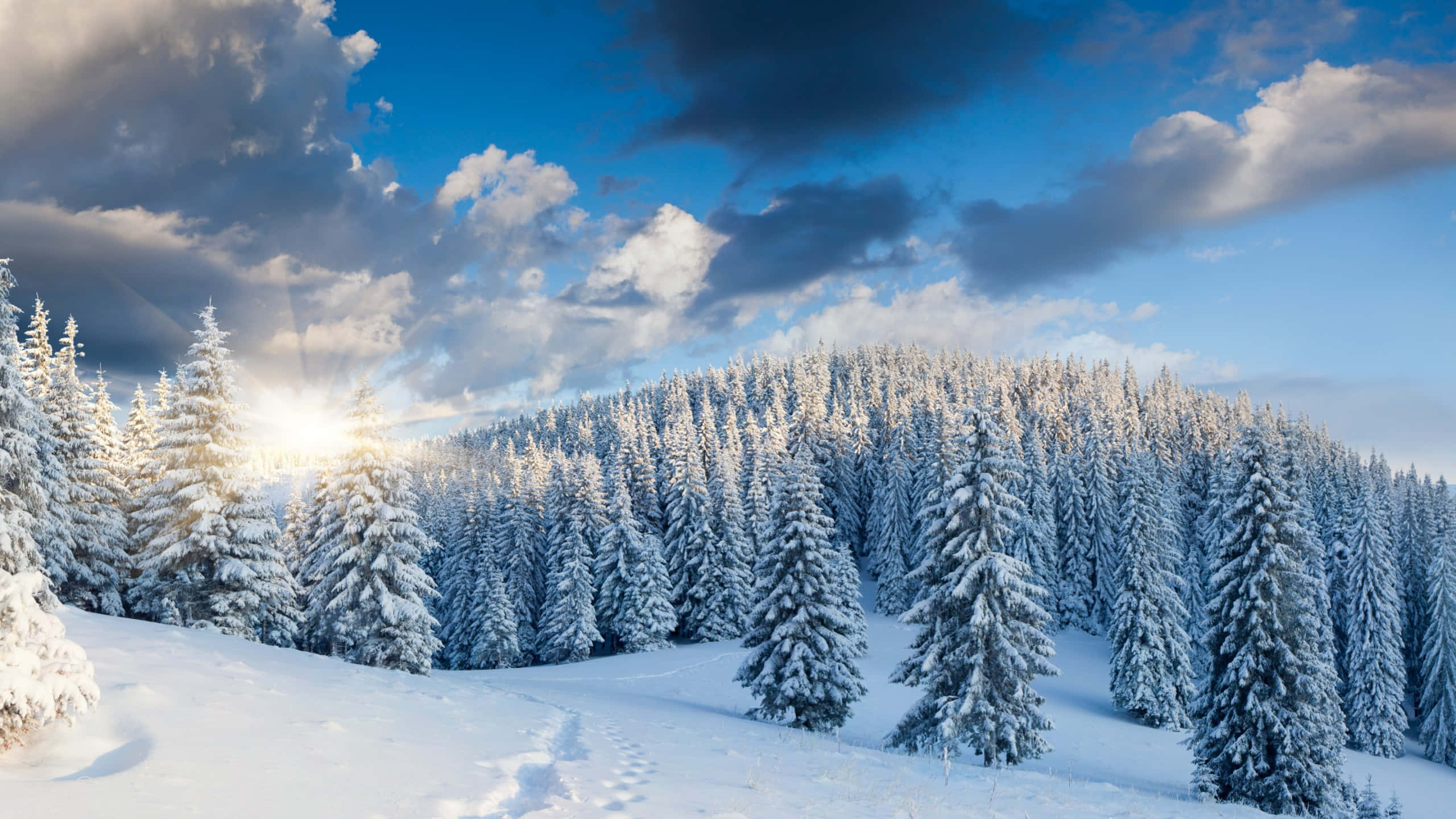 Winter HD Desktop, snow-covered pine forest, winter hillside, 2K Desktop Wallpaper