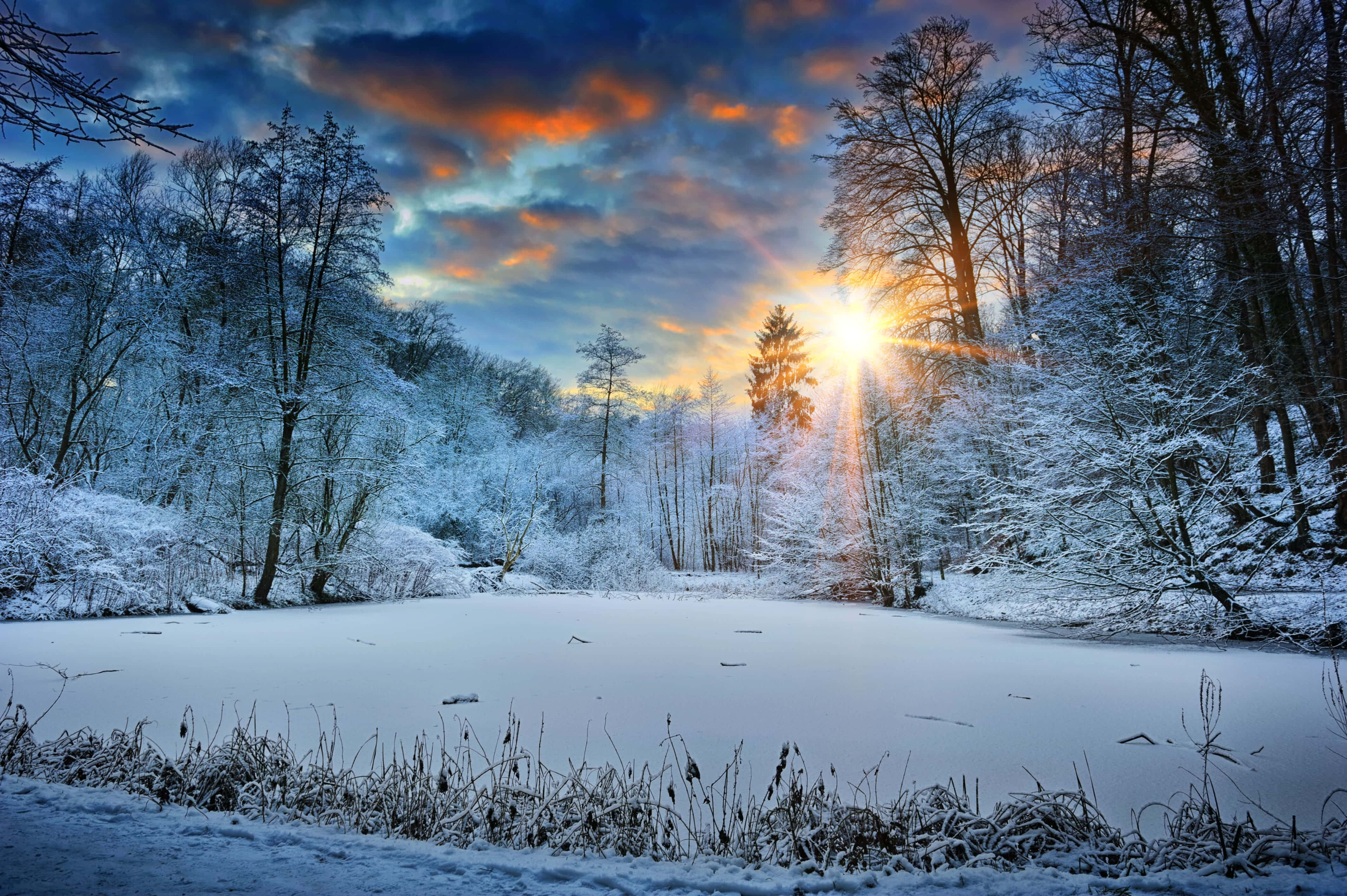 winter sunrise, snowy forest canopy, frozen lake, 4K Desktop Wallpaper