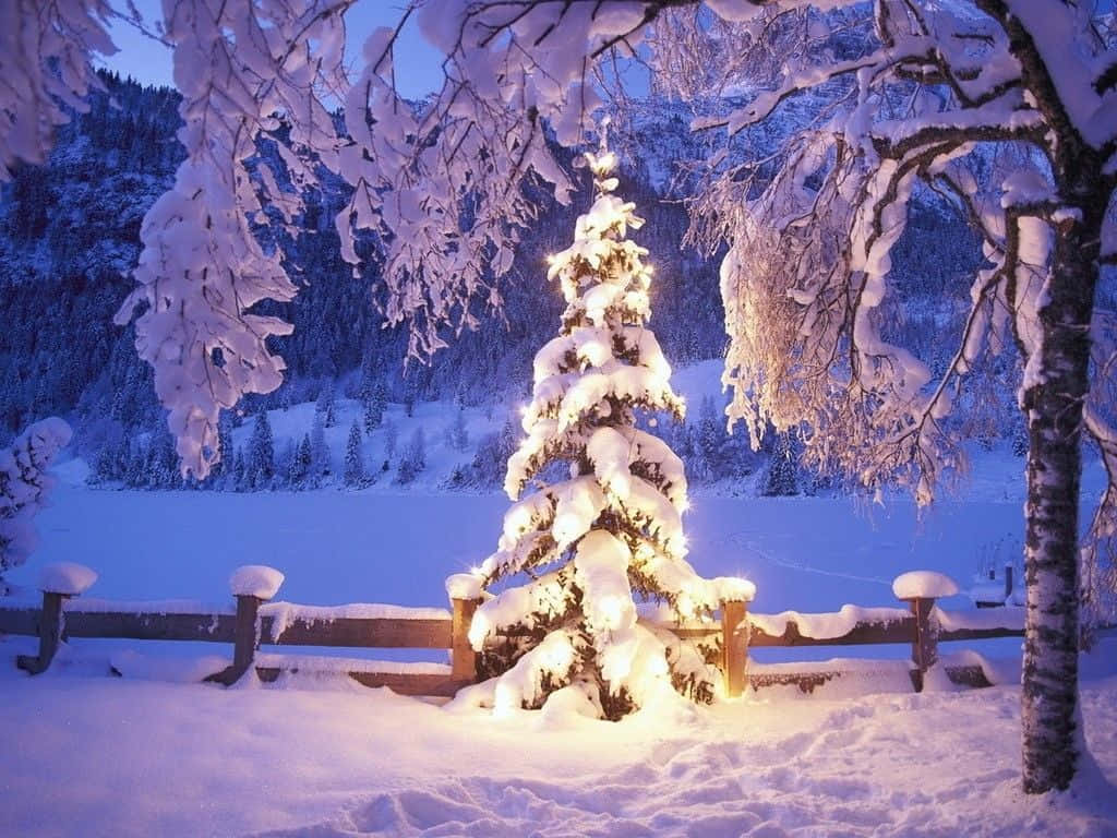 Winter Holiday Desktop, Christmas tree, twilight winter forest, SD Desktop Wallpaper