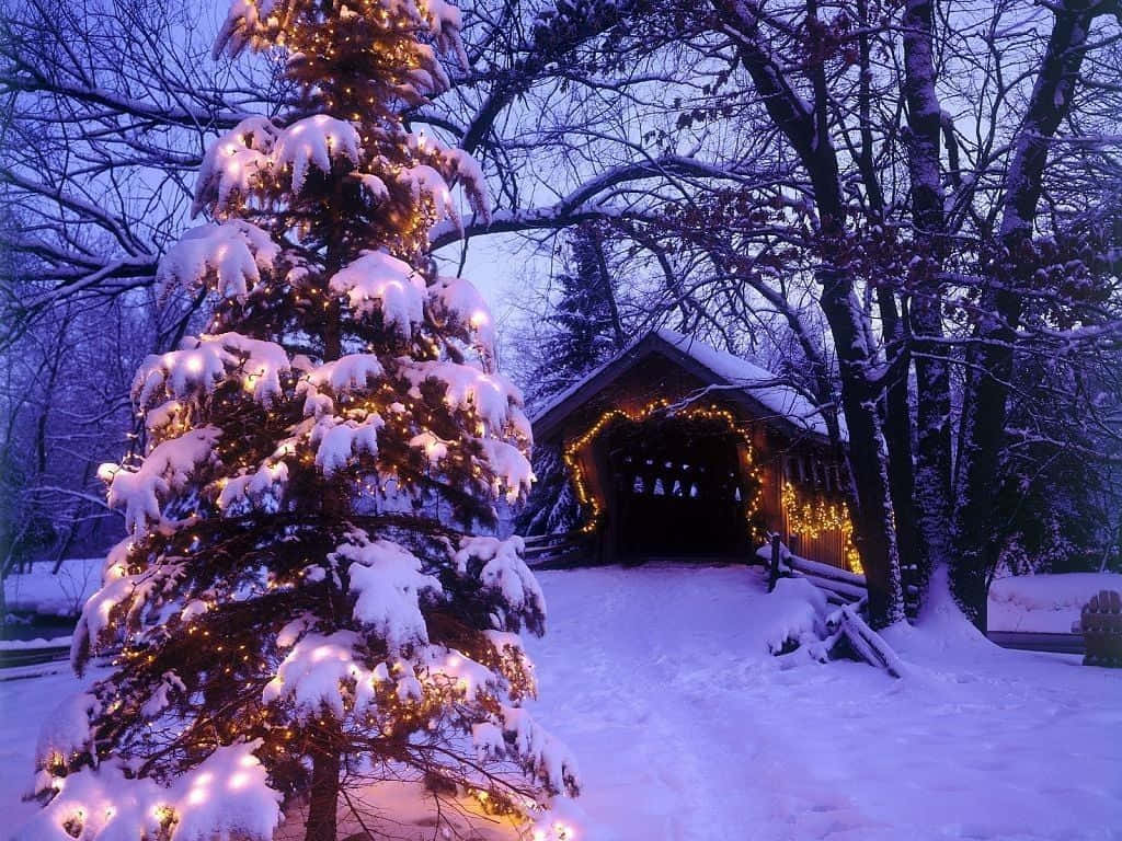 snow-covered evergreen tree, glowing lights, rustic wooden bridge, SD Desktop Wallpaper