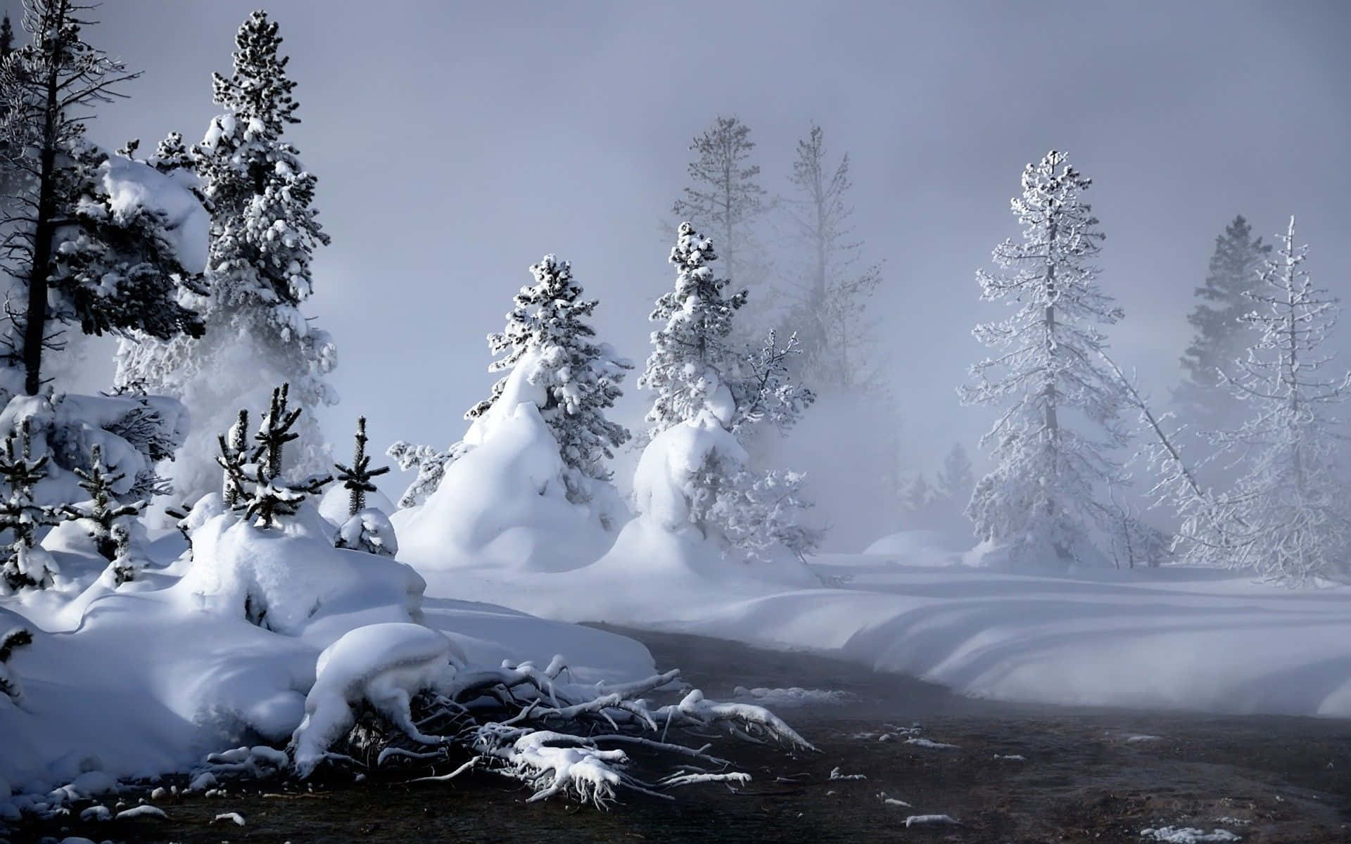 Winter Holiday, evergreen trees, snow, Full HD Desktop Wallpaper