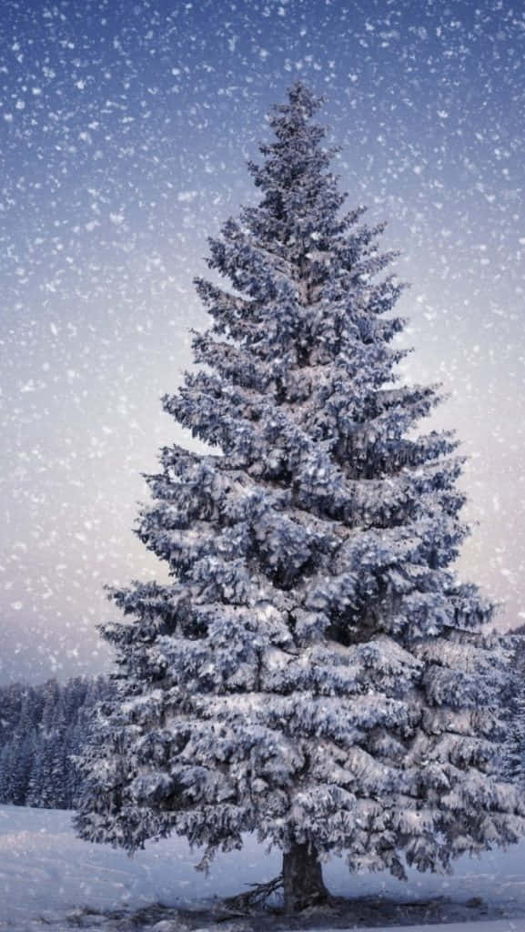 snowy Christmas tree, evergreen tree, twilight sky, SD Phone Wallpaper