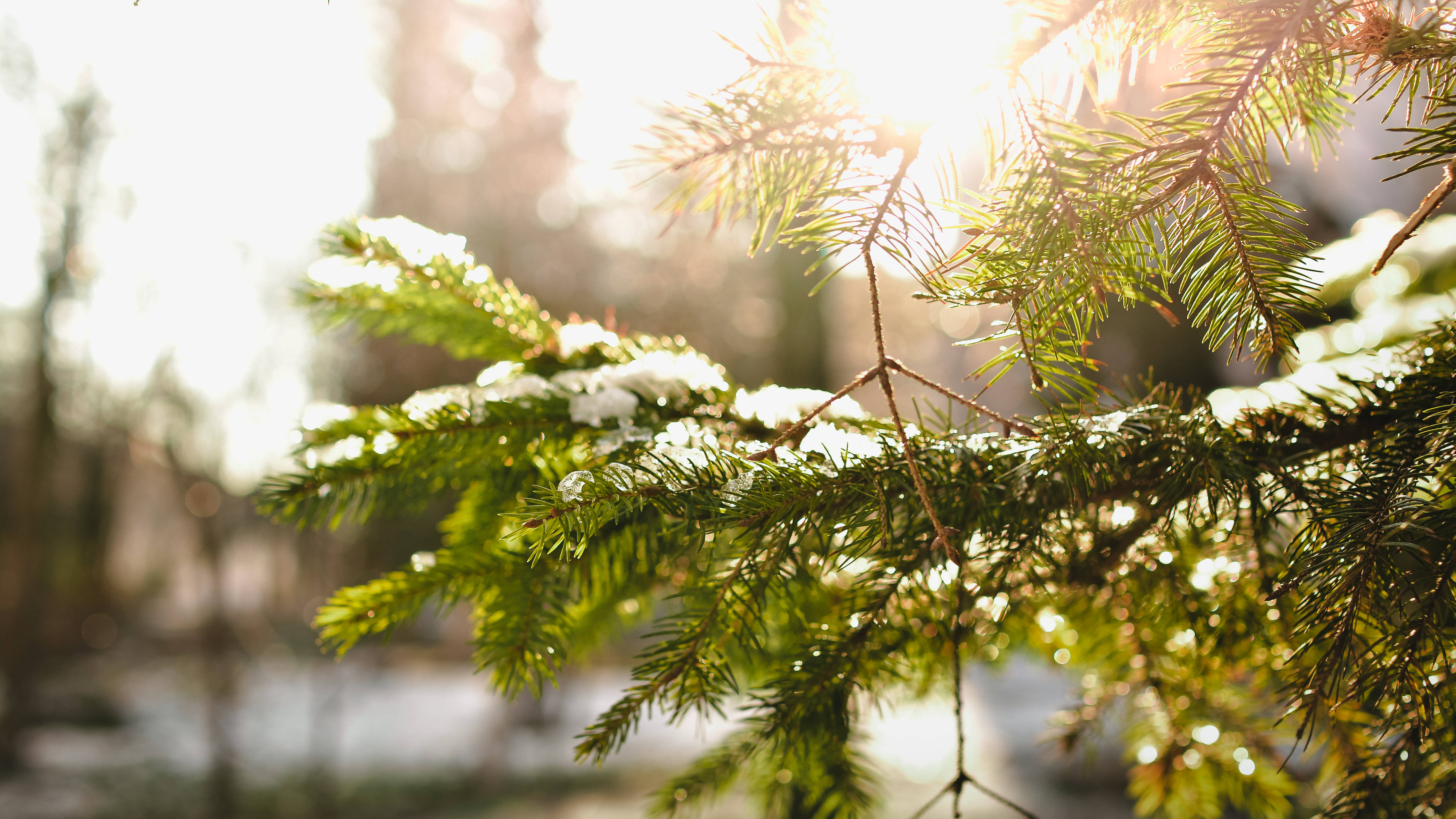 Winter Christmas Morning Snow, sunlight, snow-dusted evergreen branches, 5K Desktop Wallpaper