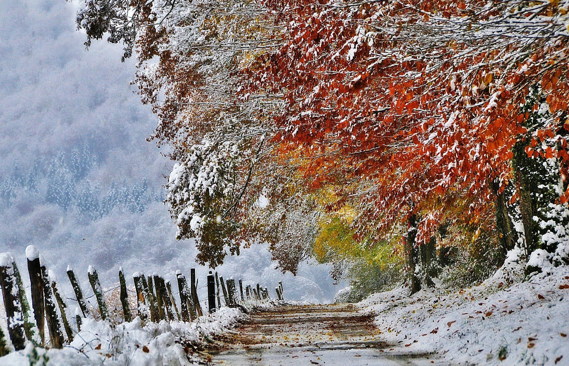 snowy path, vibrant red and orange autumn trees, misty mountain backdrop, Full HD Desktop Wallpaper