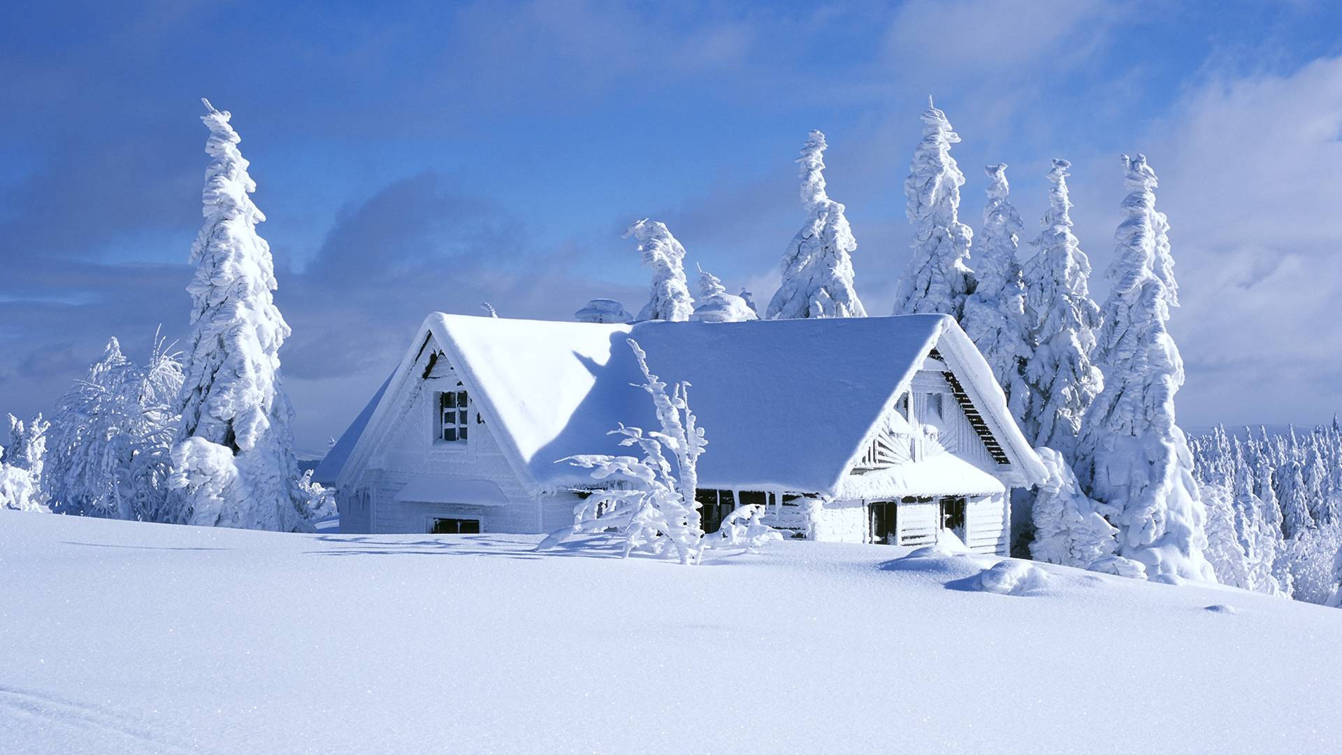 All White Winter House, snow-covered wooden cabin, frost-laden pine trees, Full HD Desktop Wallpaper