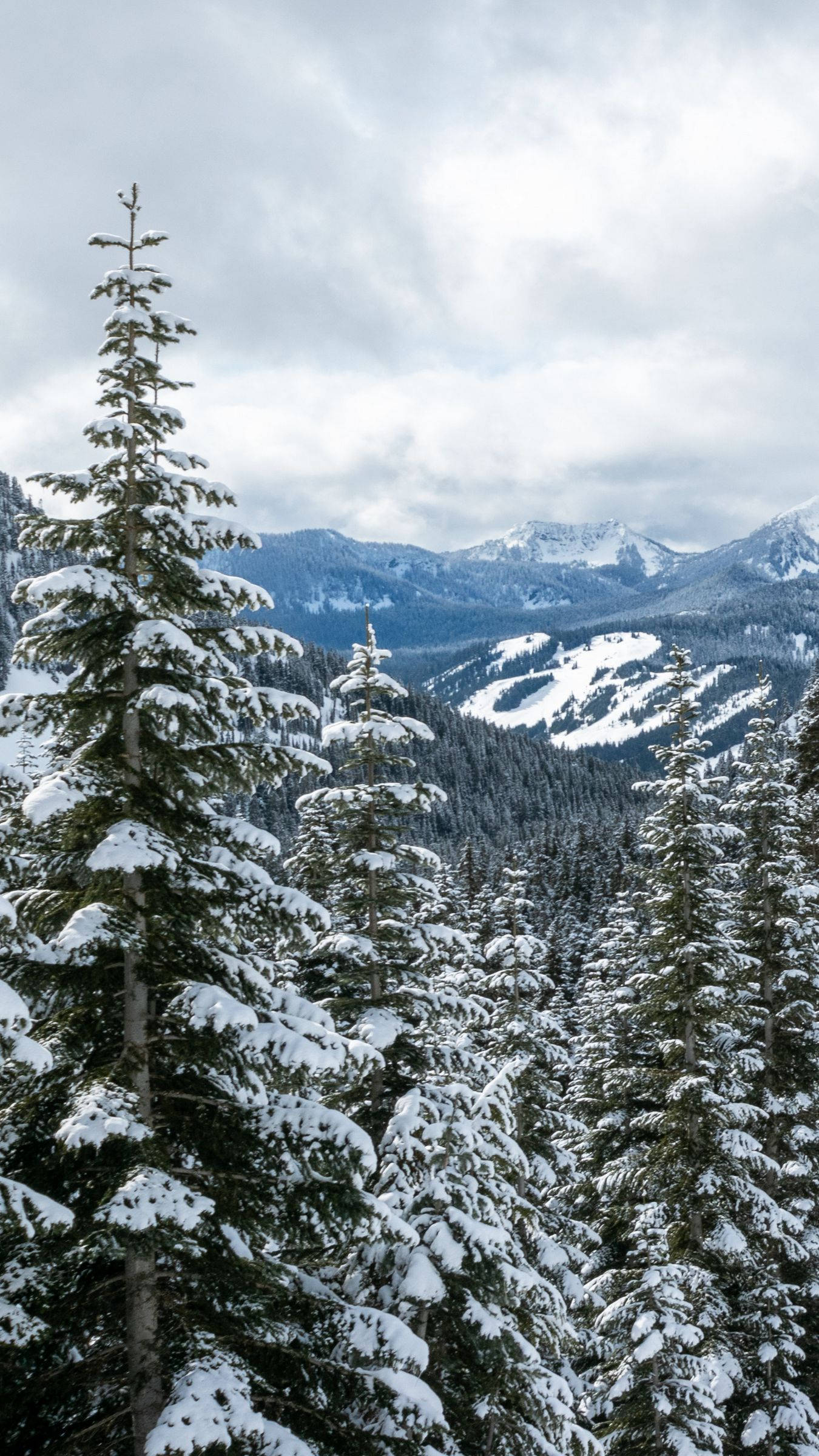 snow mountain trees, evergreen trees, mountain range, Full HD Phone Wallpaper