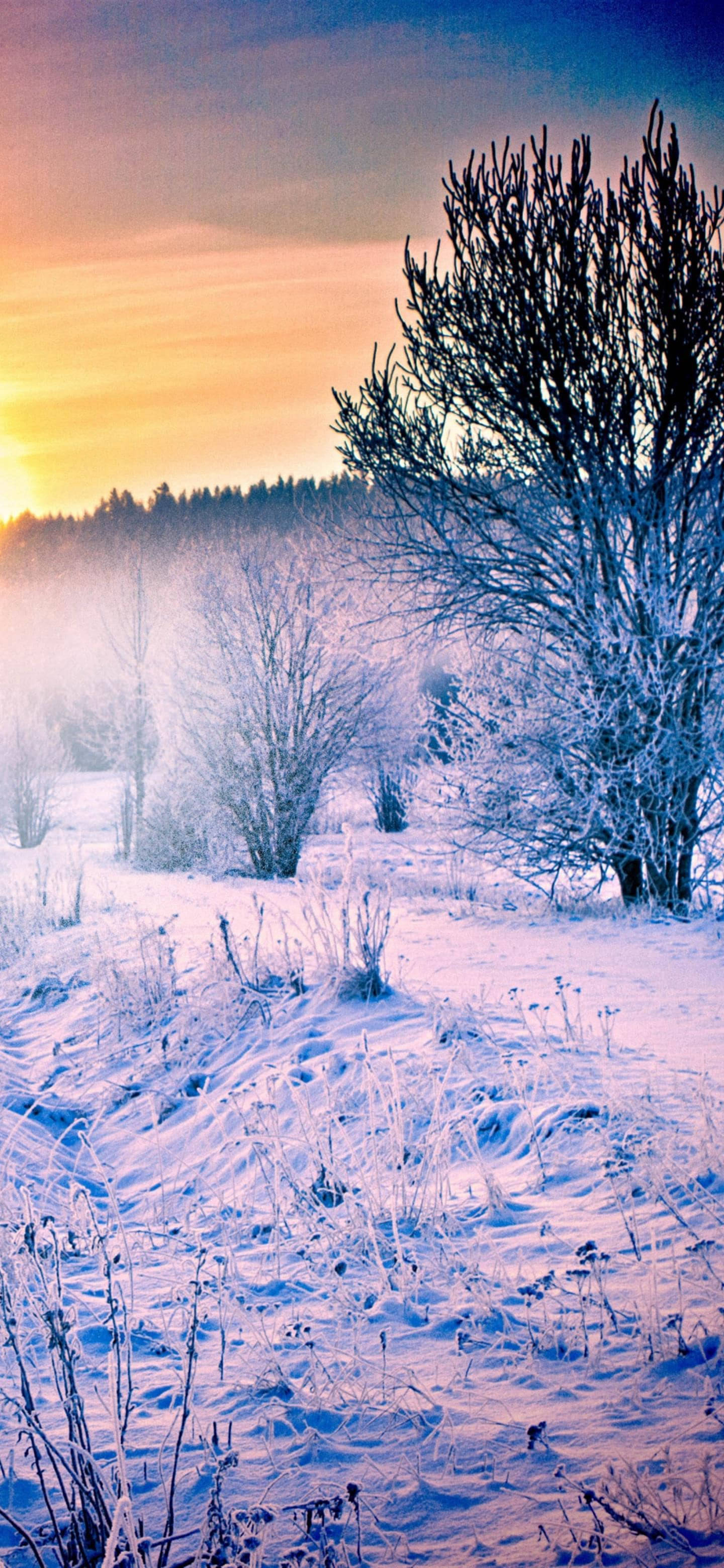 Peaceful Sunset Winter iPhone, frosty winter sunrise, snow-covered trees, 2K Phone Wallpaper