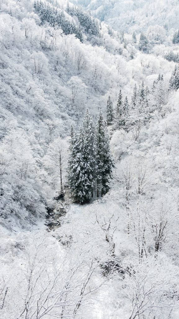 Magical White Winter Forest, aerial view, dense forest, SD Phone Wallpaper