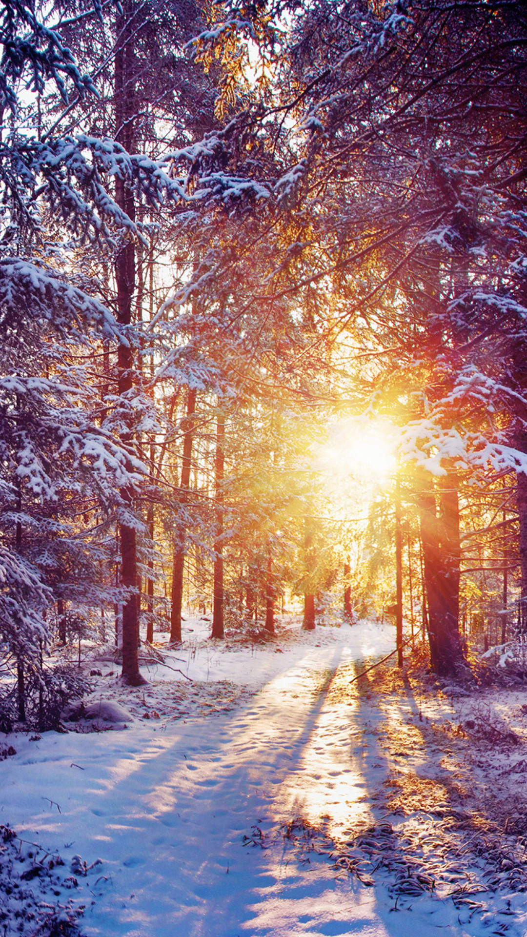 Ray Of Sun Winter iPhone, sunlight, snow-dusted pine trees, Full HD Phone Wallpaper