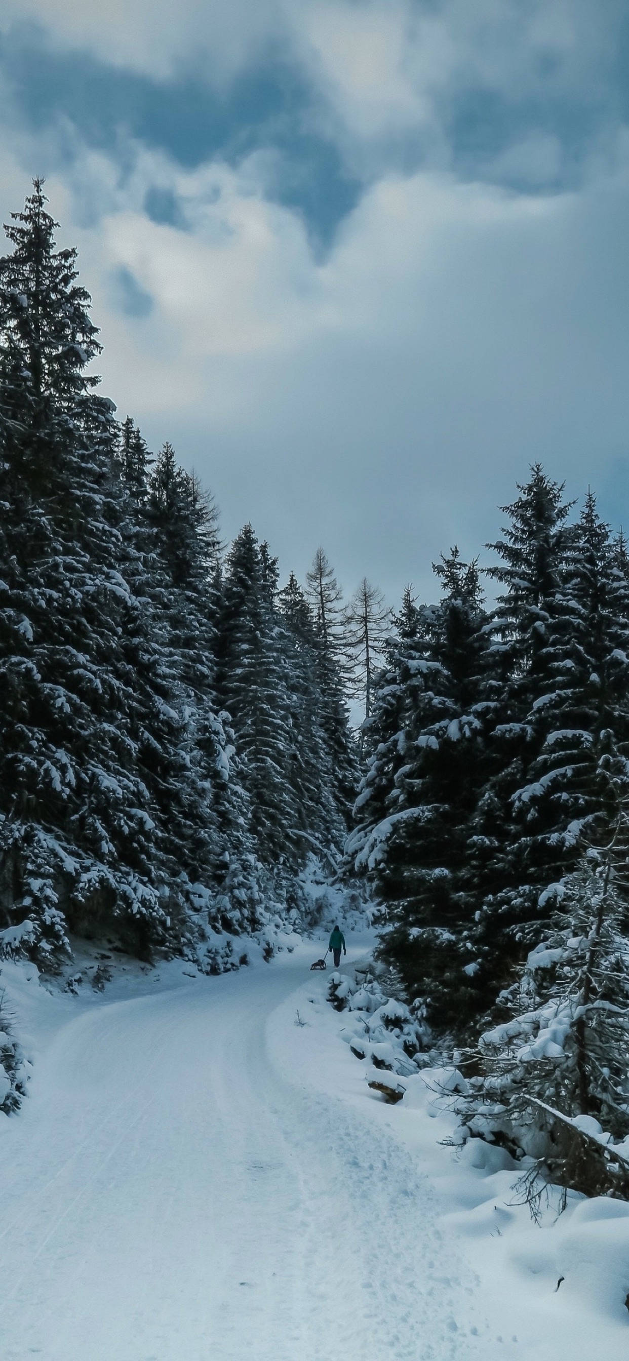 snow trees, winter iPhone, snow-covered path, 2K Phone Wallpaper