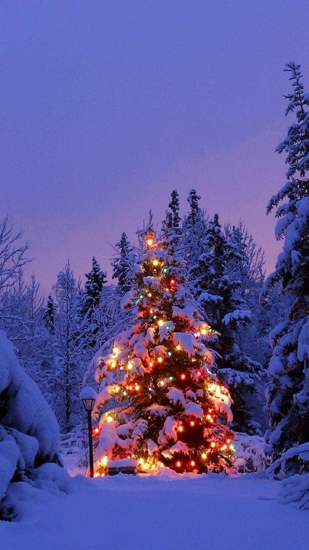 Pine Tree, Christmas Light, Winter Forest, Full HD Phone Wallpaper