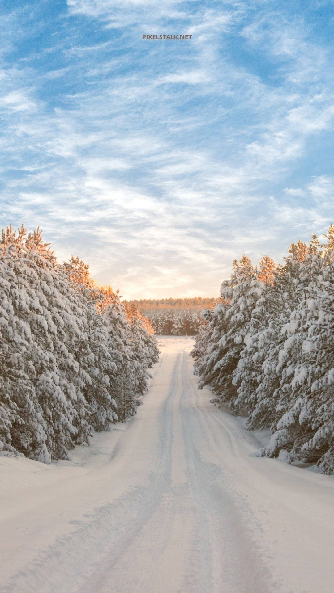 snowy path, frosted evergreens, soft blue sky, Full HD Phone Wallpaper