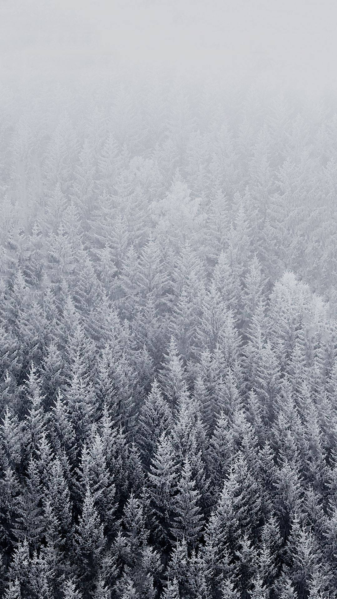 Winter iPhone, pine trees, snow-covered, Full HD Phone Wallpaper