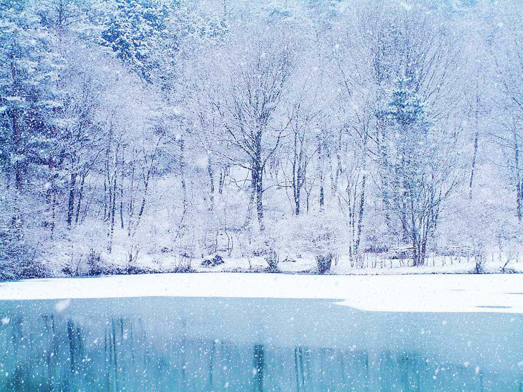 Winter iPhone, snow, bare trees, SD Desktop Wallpaper