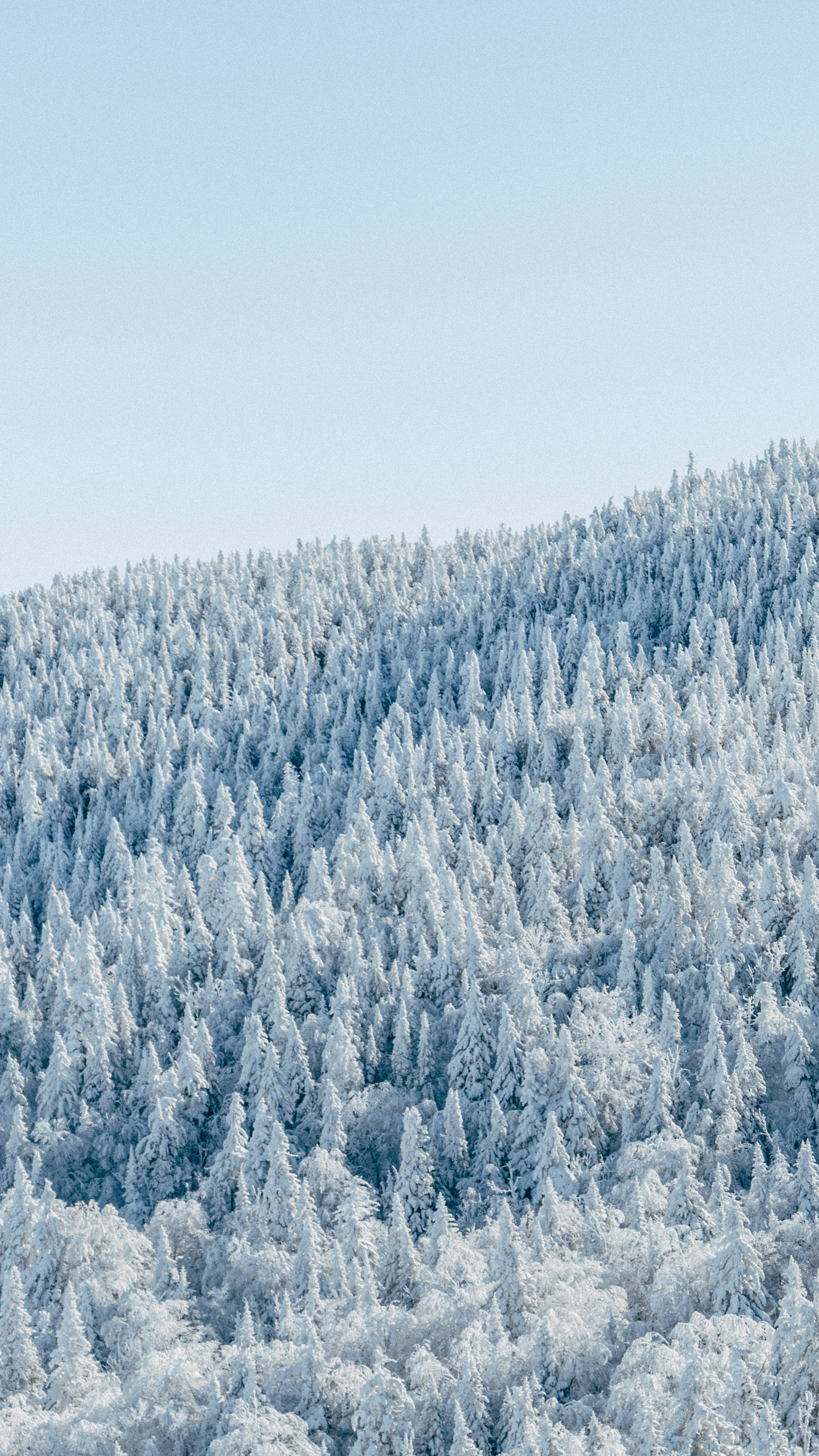 young woman, sunrise, winter forest, 4K Phone Wallpaper