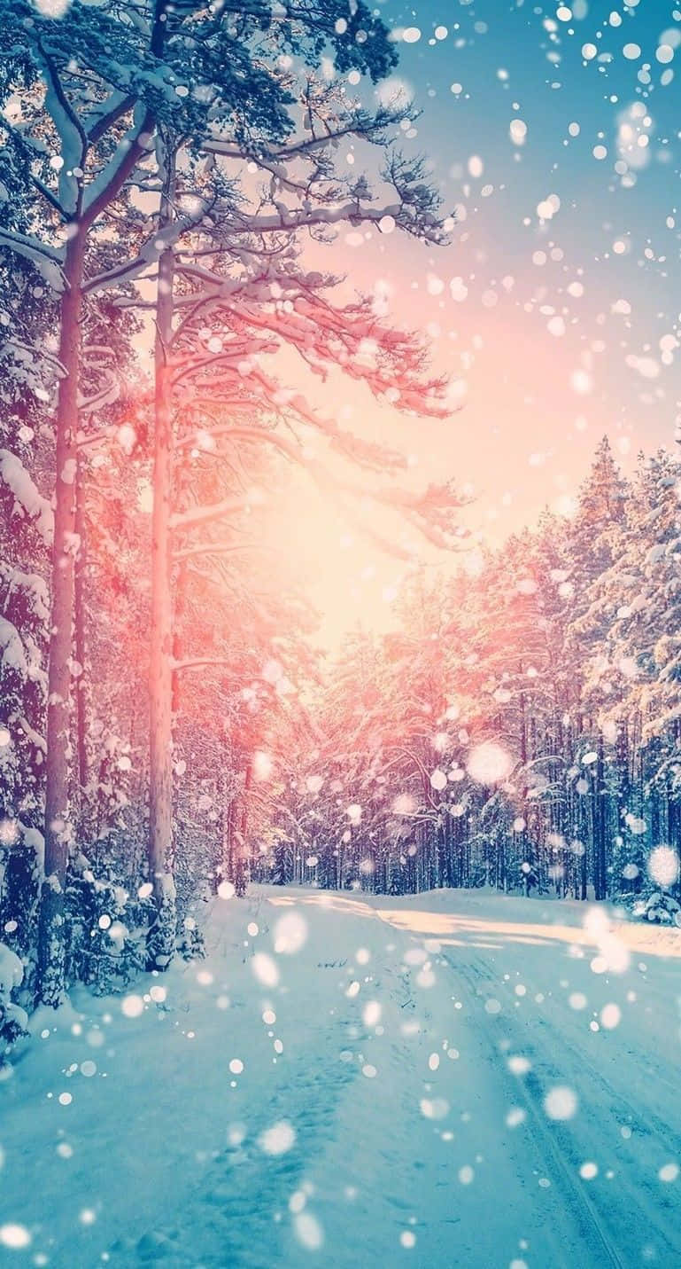 Winter iPhone, snowy forest path, warm sunset light, HD Phone Wallpaper