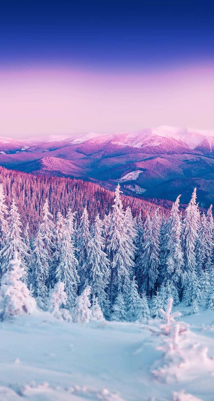 Winter iPhone, snow-covered pine trees, purple and blue twilight sky, HD Phone Wallpaper