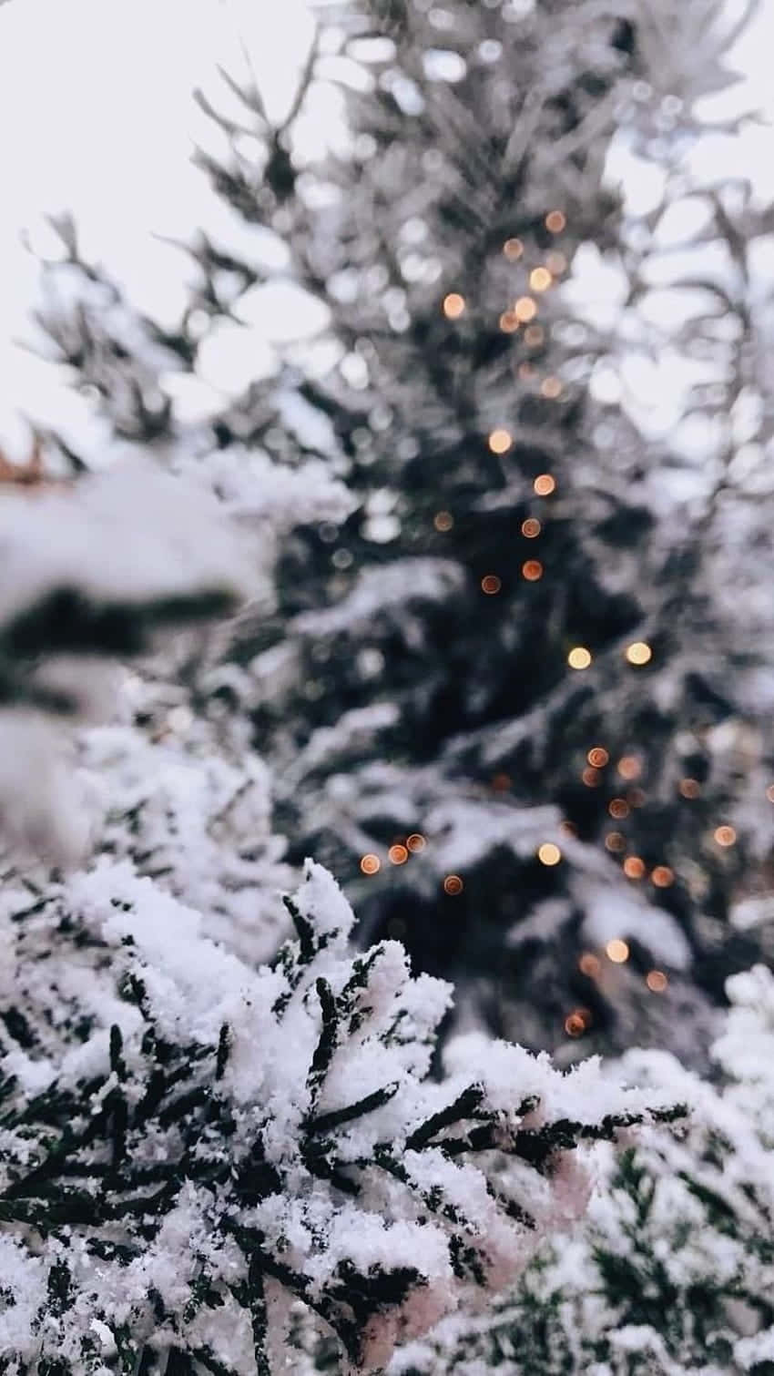 snow-laden pine branches, warm bokeh lights, soft winter sky, HD Phone Wallpaper