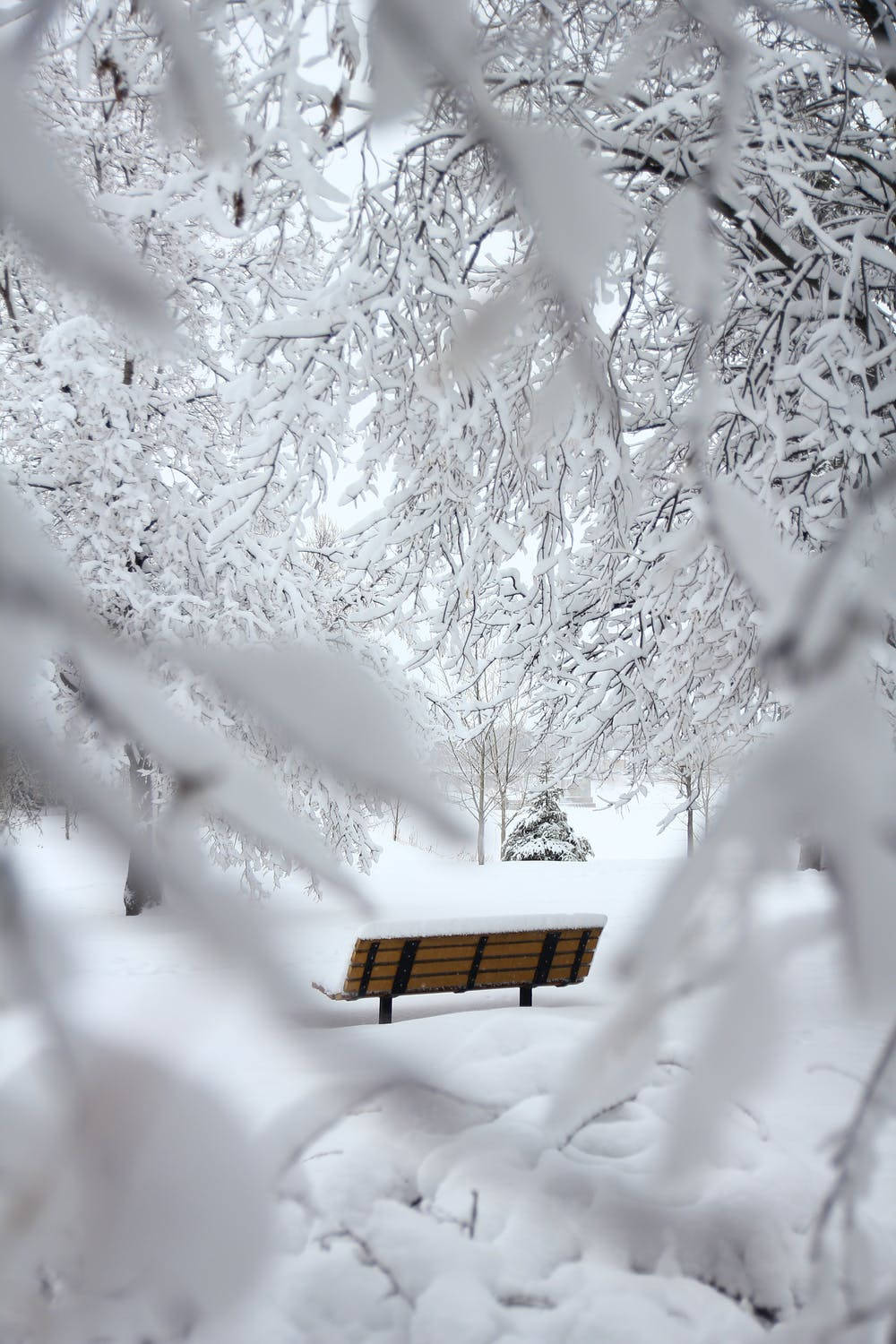 bench, snow-covered park bench, frosted branches, HD Phone Wallpaper