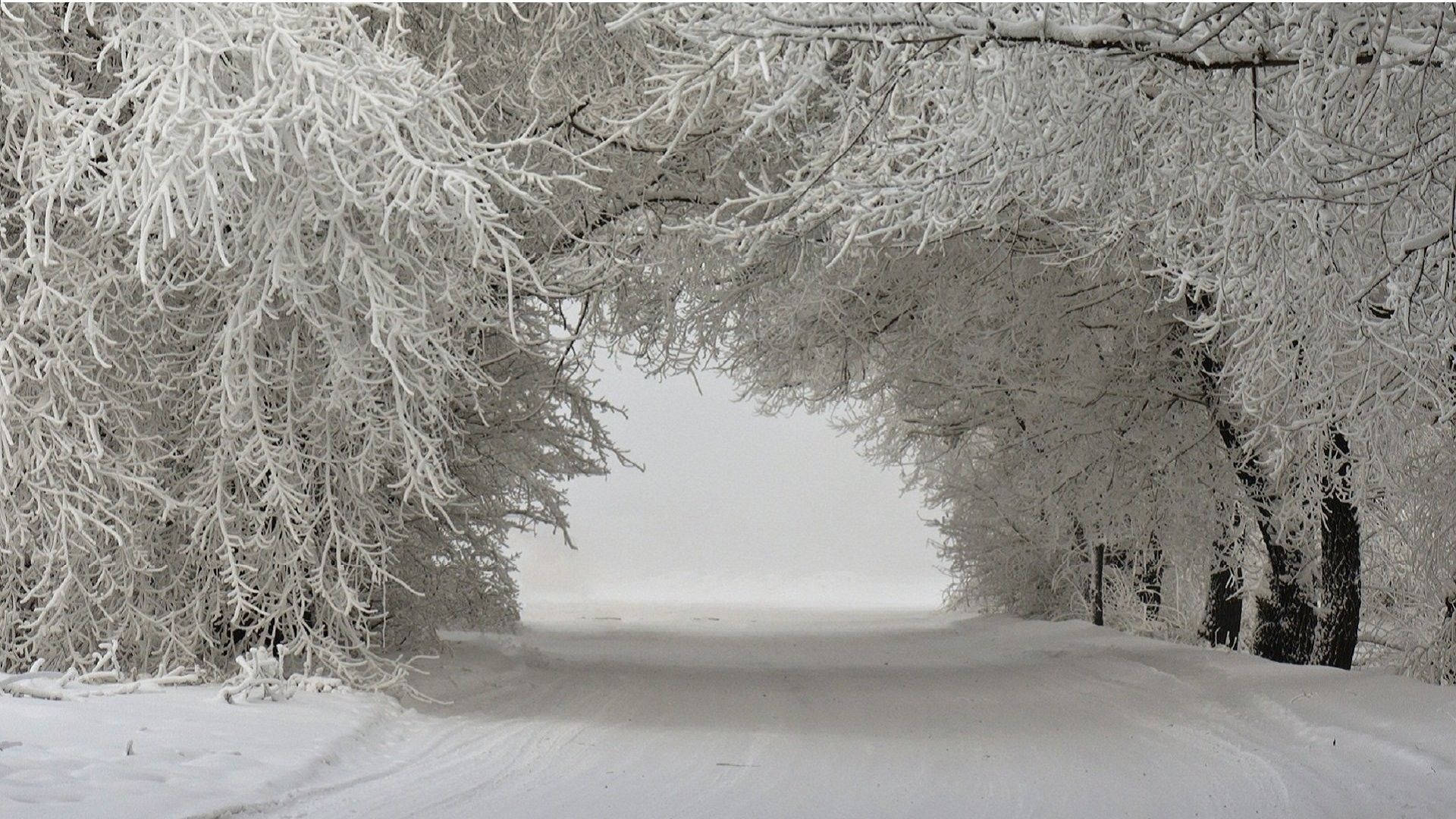 snowy trees, winter landscape, snow-covered road, Full HD Desktop Wallpaper