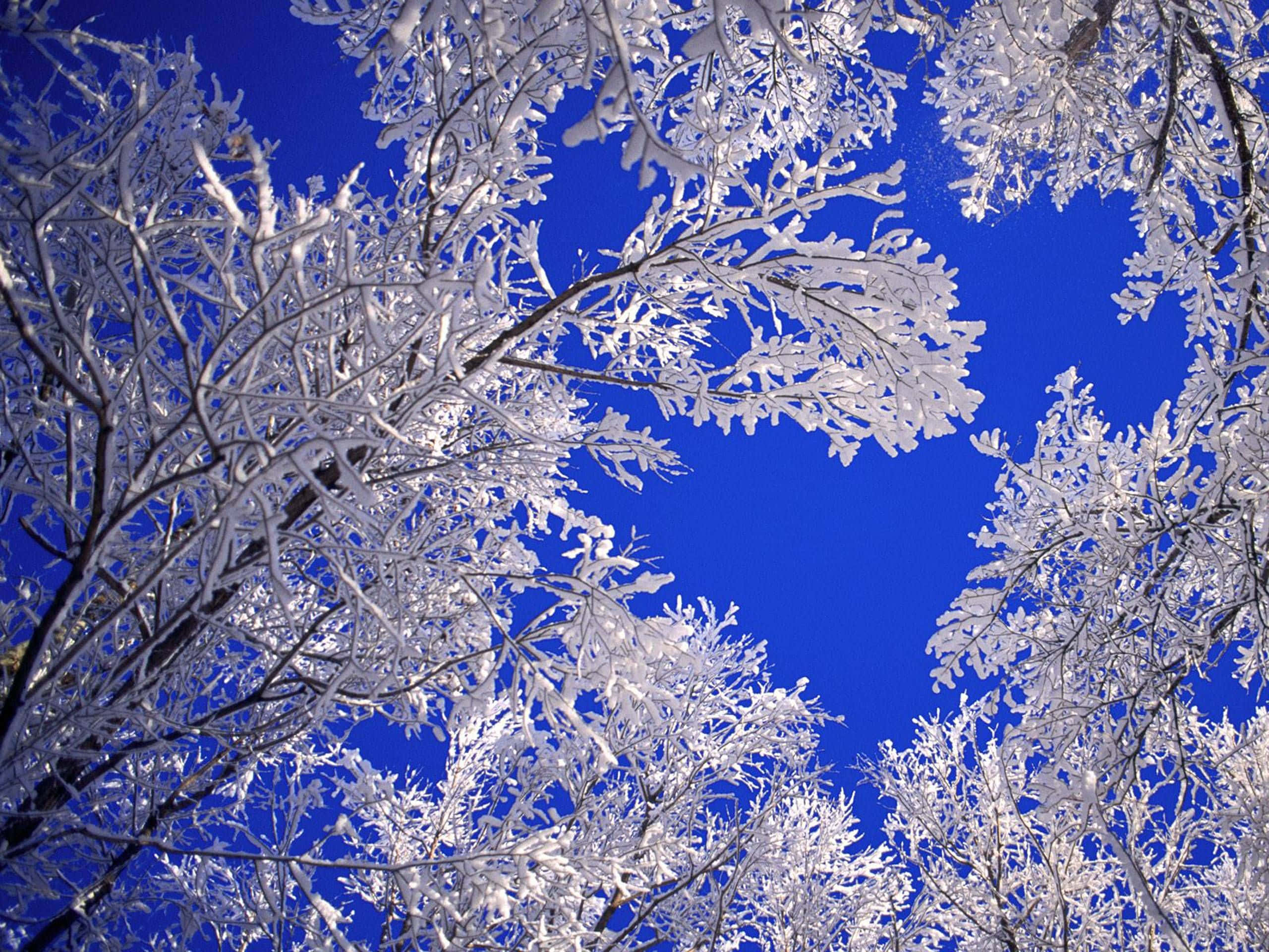 winter scenery, 2560 x 1920, frozen tree branches, 2K Desktop Wallpaper