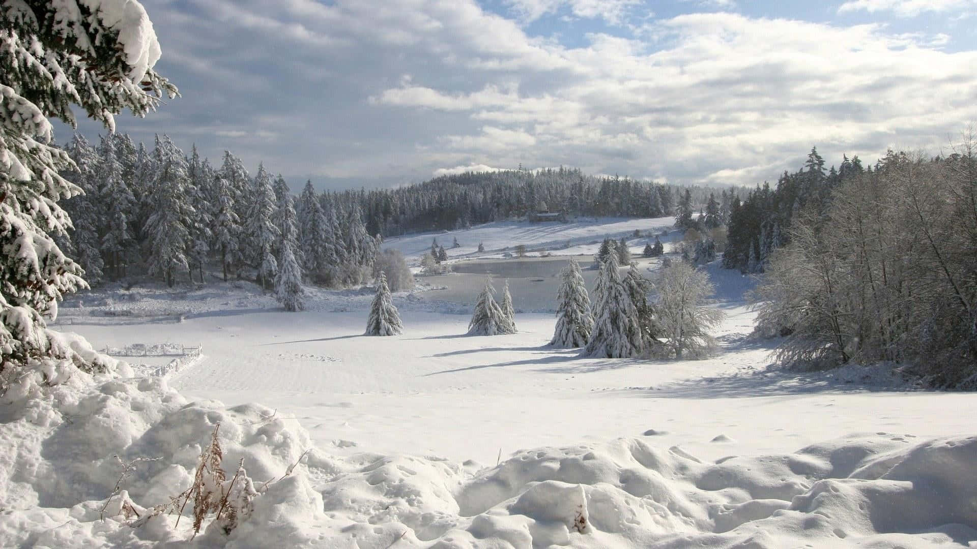 Pine Trees Field, Winter Scenery Desktop, snow-covered pine trees, Full HD Desktop Wallpaper