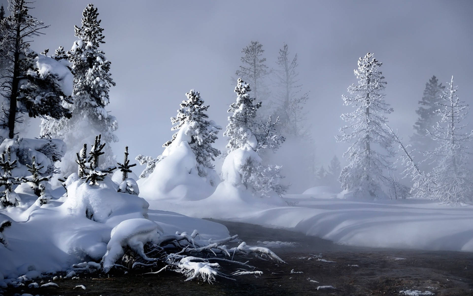 1920x1080, winter forest, snow-laden evergreens, Full HD Desktop Wallpaper