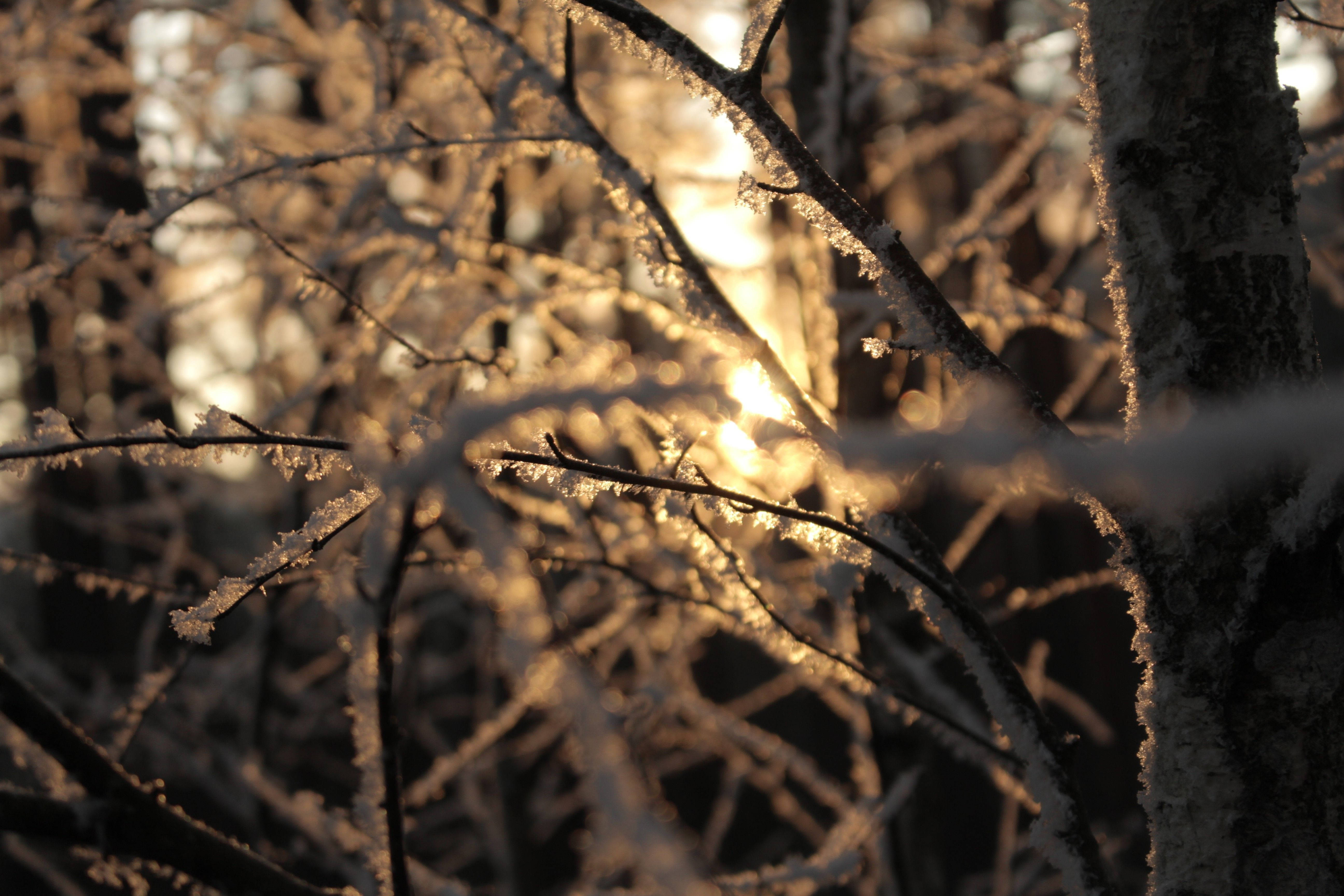 golden hour, winter forest, frost-covered tree branches, 5K Desktop Wallpaper