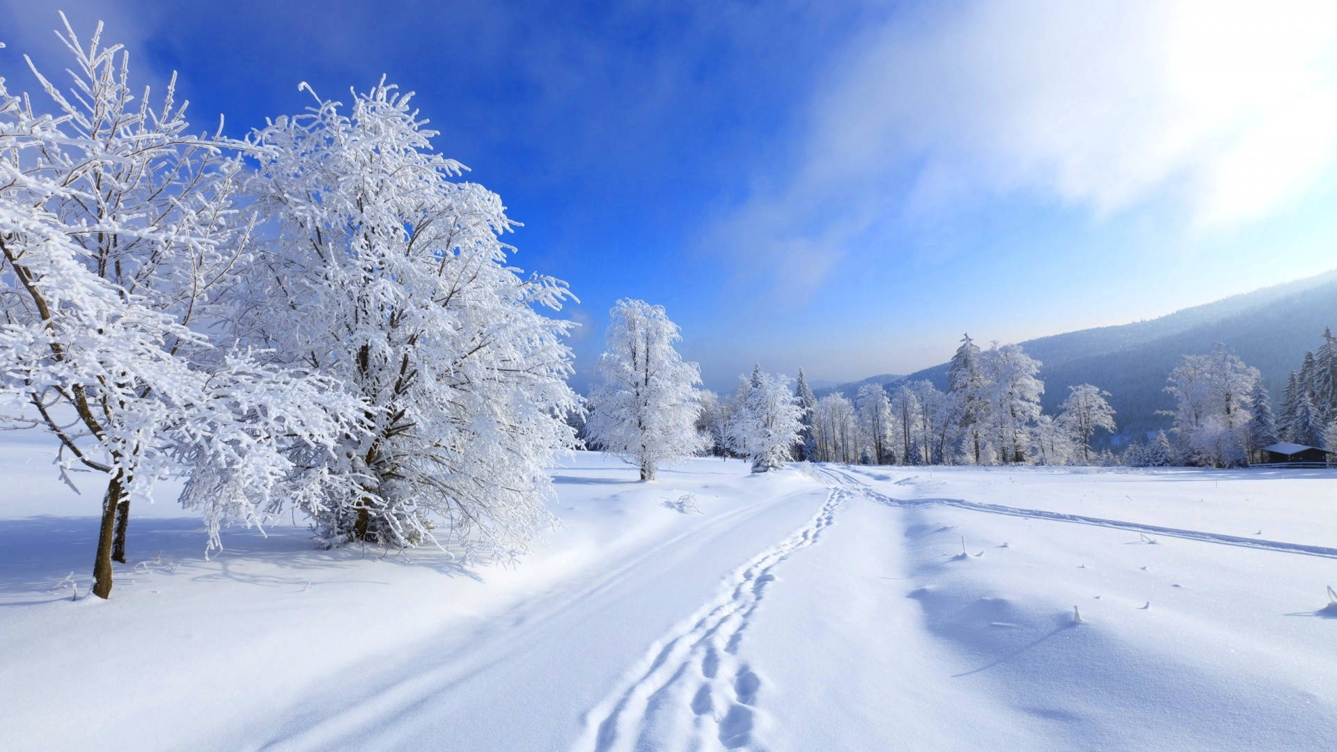 1920x1080, snowy path, frost-covered trees, Full HD Desktop Wallpaper