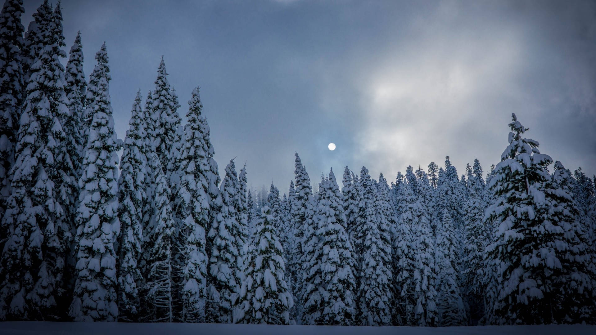 1920x1080, winter desktop landscape, snow-laden evergreen trees, Full HD Desktop Wallpaper