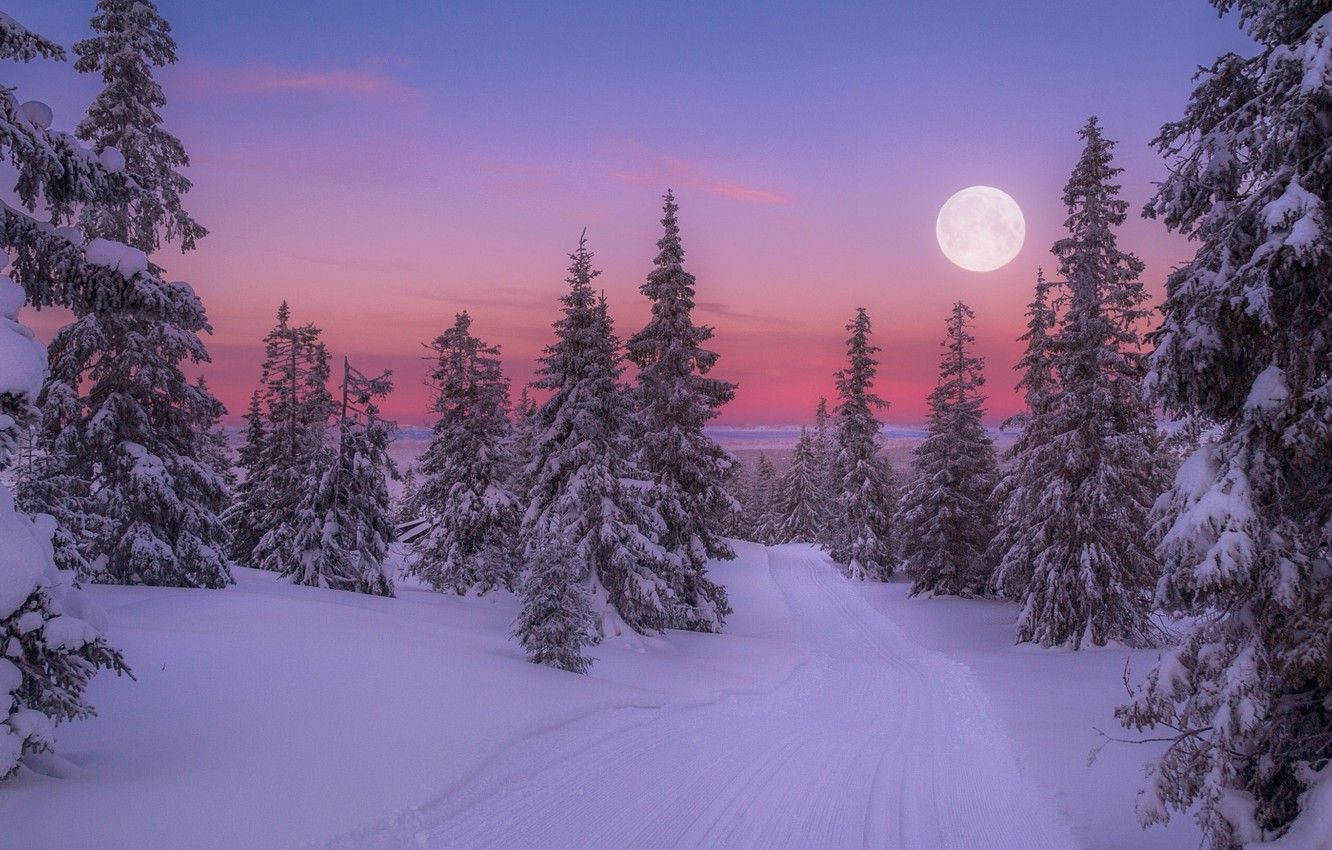 full moon, winter wonderland, snowy forest path, HD Desktop Wallpaper