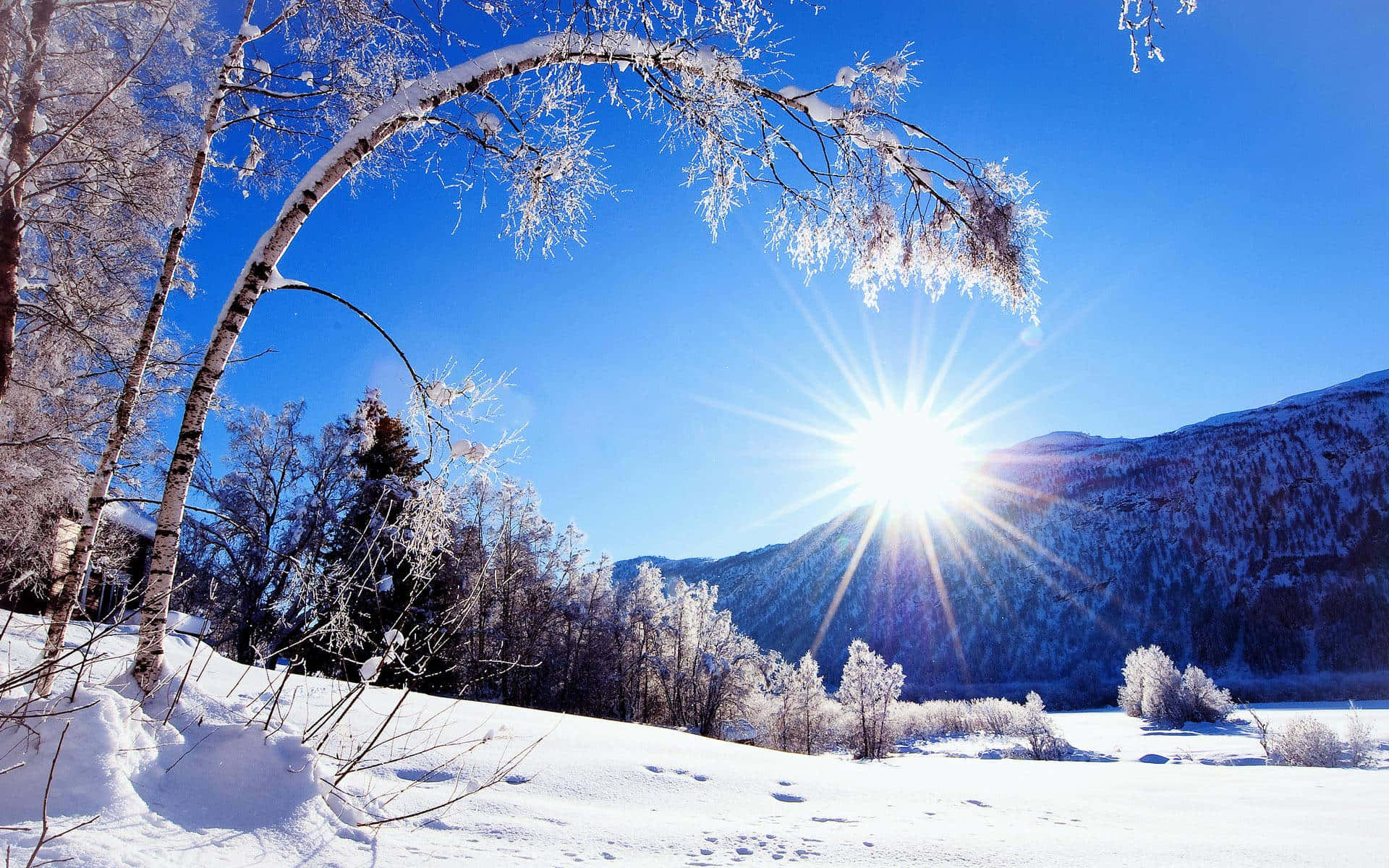 winter sun, frost-covered birch branches, snow blanketed valley, Full HD Desktop Wallpaper
